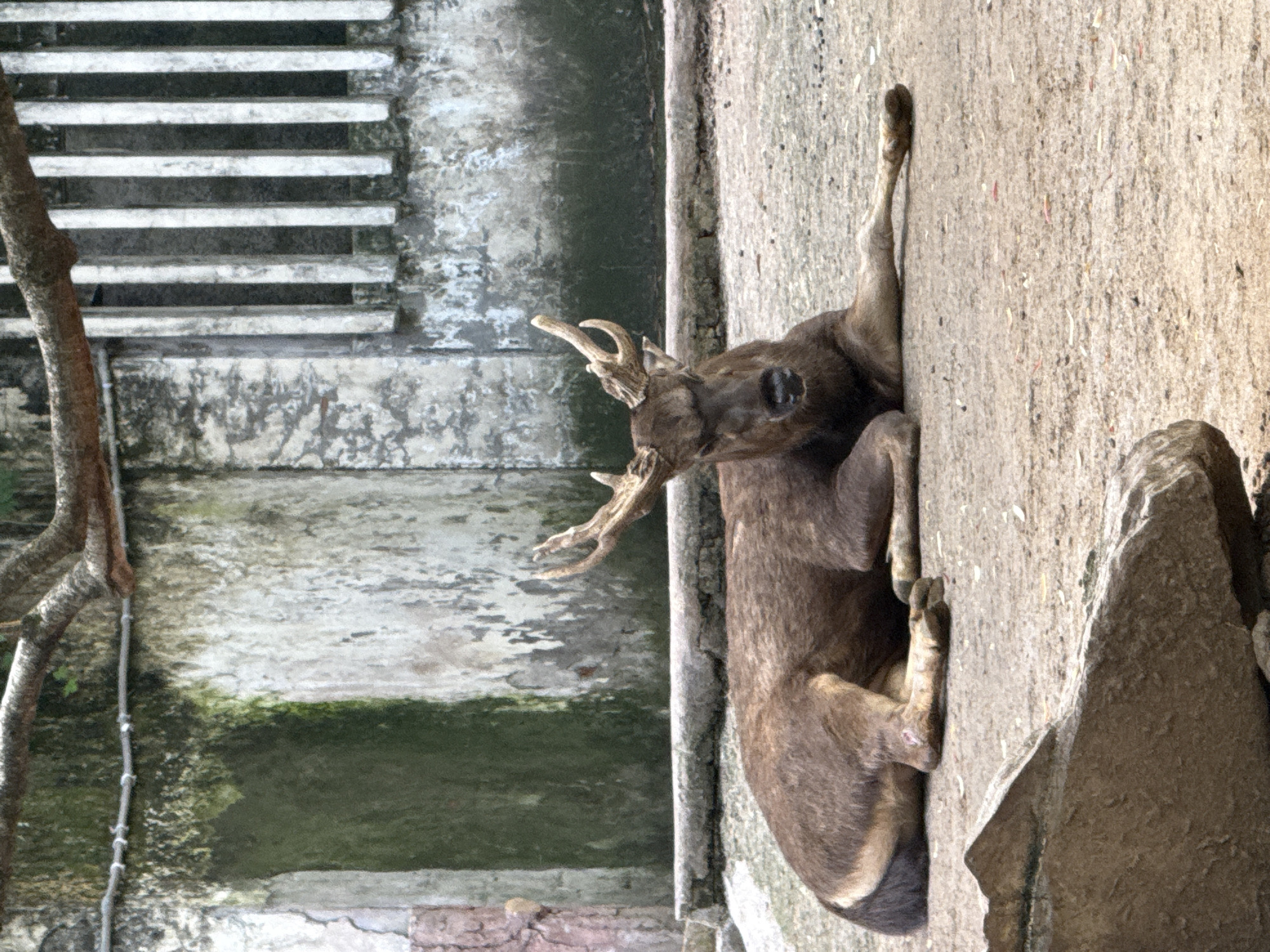 A brown deer with antlers is lying down on its side near a stone wall. The deer's head is visible, with its antlers pointing to the left. The body of the deer is mostly lying on the wall. In the background, there are concrete steps and a tree branch. The image was taken in Jiulongpo District, China.