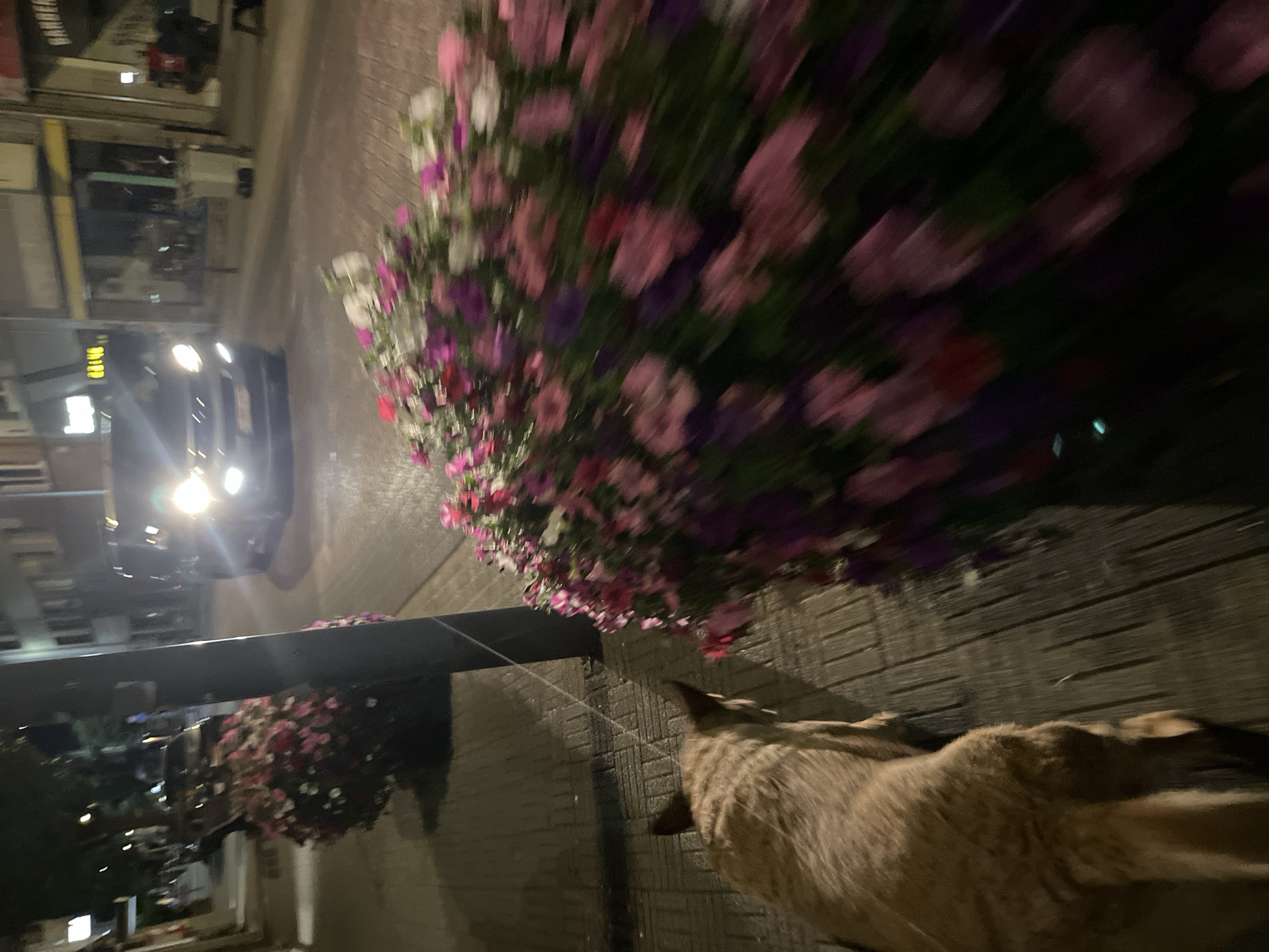 The image depicts a street scene at night in Saint-Vith, Belgium. A dog, primarily seen from behind and to the left, walks on a brick-patterned sidewalk. The dog has tan fur with darker markings. To the right and extending into the foreground is a large, blurry arrangement of pink and purple flowers, suggesting a planter or decorative display. In the background, a dark-colored vehicle with its headlights illuminated drives on the street, which appears to be paved. Buildings with illuminated windows line the street. The overall scene is dimly lit, with the primary light sources being the vehicle's headlights and lights from the buildings.
