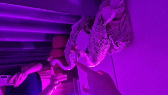 A close-up shot bathed in vibrant purple light showcases a snake with patterned skin. The snake's head is in focus, near a fingertip extending towards it. A person is holding a phone. In the background are blurred horizontal blinds. The snake appears near two decorative vases. The scene is visually striking because of the intense color.