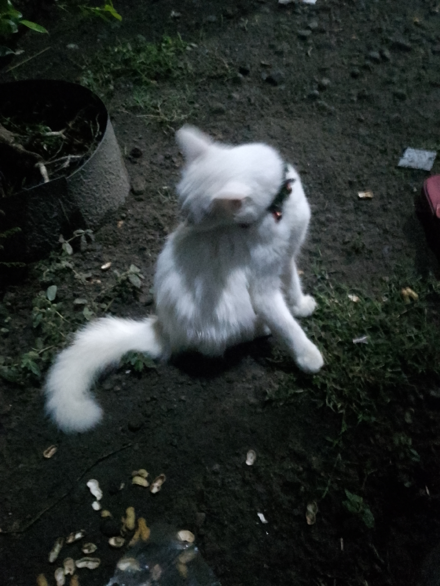 A white cat with a fluffy tail sits on the dark, muddy ground near a large black pot. The cat is facing away from the camera, its head turned to the side, and appears to be grooming itself. A red collar with dark embellishments is visible around its neck. The ground is covered with dirt, scattered leaves, and what appear to be peanut shells. In the background, there is some patchy green grass and foliage. The image was taken at night, indicated by the low light conditions. The scene is located in Kauman, Indonesia.