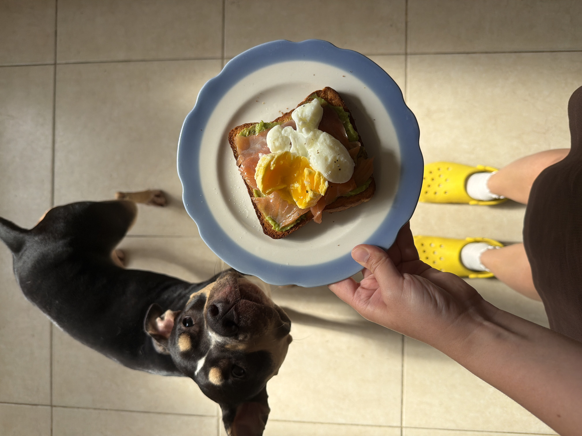 An indoor, high-angle shot depicts a person holding a plate with a piece of toast topped with avocado, salmon, and a poached egg, while a black and brown dog looks up expectantly. The plate has a white center and a blue rim. The person is wearing a brown shirt, yellow Crocs with white socks. The dog is standing on a tiled floor. A bone is lying on the floor to the left of the dog. The location is presumed to be Tel-Aviv, Israel.