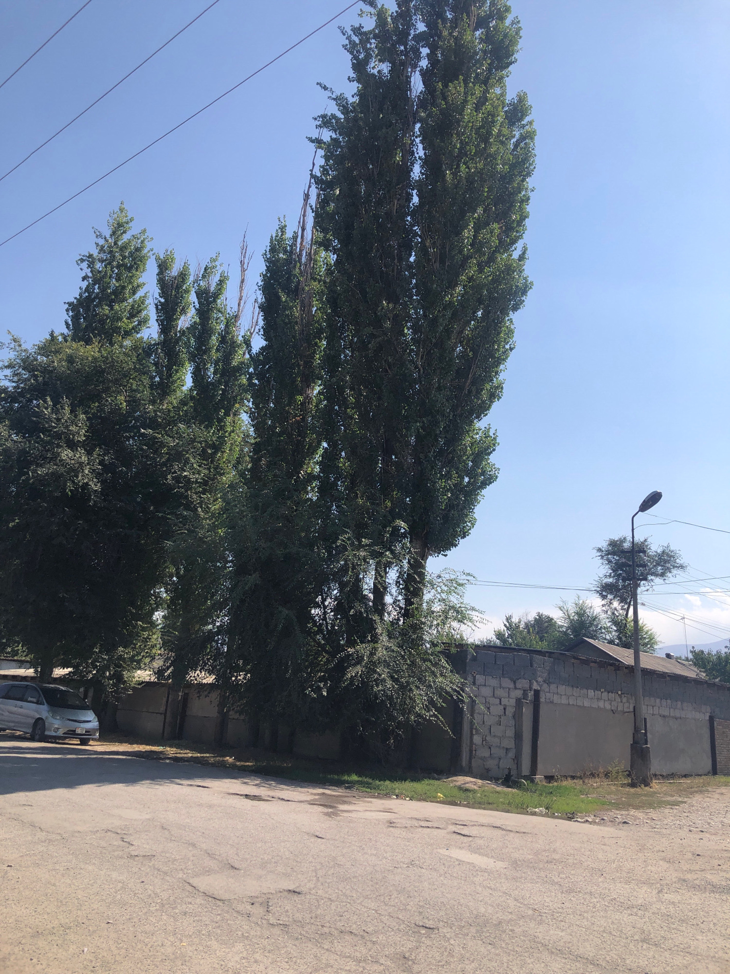 In the city of Ak-Suu, Kyrgyzstan, on a sunny day, a street scene unfolds with a clear blue sky overhead. Tall, slender trees with dense green foliage dominate the left side of the frame, their branches reaching towards the sky. To the right, a wall constructed of grey cinder blocks and some concrete sections runs along the edge of the property, partially obscured by the trees. A streetlamp with a dark, rounded head stands on a grey pole to the right of the wall. Beyond the wall, the roofs of a few buildings are visible, nestled amongst more greenery. A silver minivan is parked on the paved road in the foreground, its presence suggesting a quiet residential or semi-residential area. The road surface appears worn, with visible cracks and patches, indicating it has seen considerable use. Power lines are strung across the upper portion of the image, a common sight in urban and semi-urban landscapes. The overall impression is one of a tranquil, everyday setting within the city.