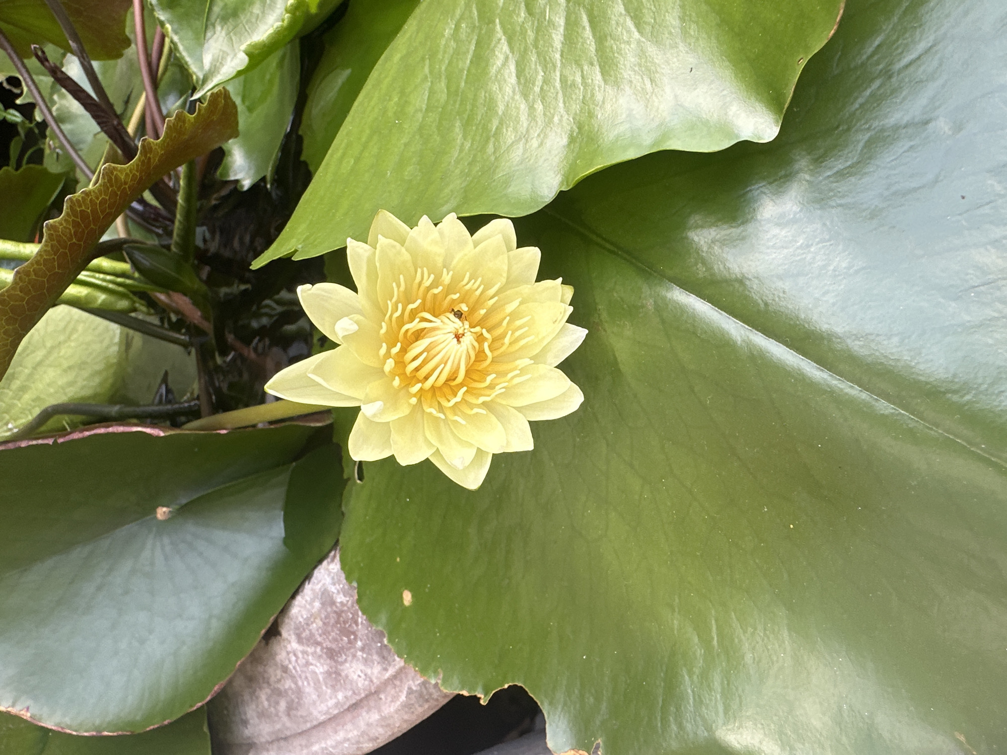 A close-up, top-down view of a single yellow water lily bloom is centered on a large, glossy green lily pad. The flower's petals are tightly packed, revealing a delicate, frilled appearance. The water lily is situated in a body of water surrounded by more large lily pads and submerged vegetation. The overall lighting suggests it is daytime, with the sun highlighting the textures of the leaves and petals. There is no visible indication of the specific location within Phuket City Municipality, Thailand, beyond it being an aquatic environment with water lilies.