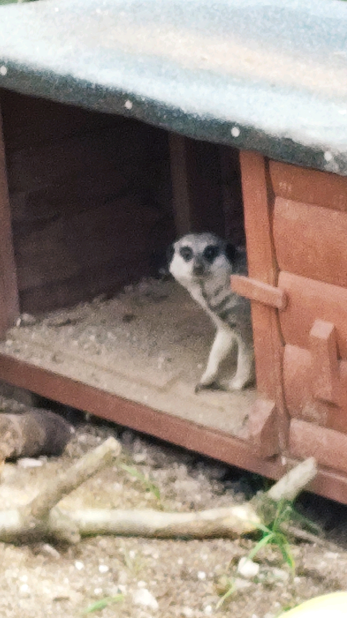 A meerkat is visible in the entrance of a wooden shelter. The shelter has a dark interior and a light-colored roof. The ground is covered with gravel and small stones. The meerkat is light brown with dark markings around its eyes and on its body. It is looking directly at the camera. In the foreground, there are some sticks and dry vegetation. The scene appears to be in an outdoor enclosure, possibly at a zoo or wildlife park. Based on the context provided, this location is in Knowsley, United Kingdom.
