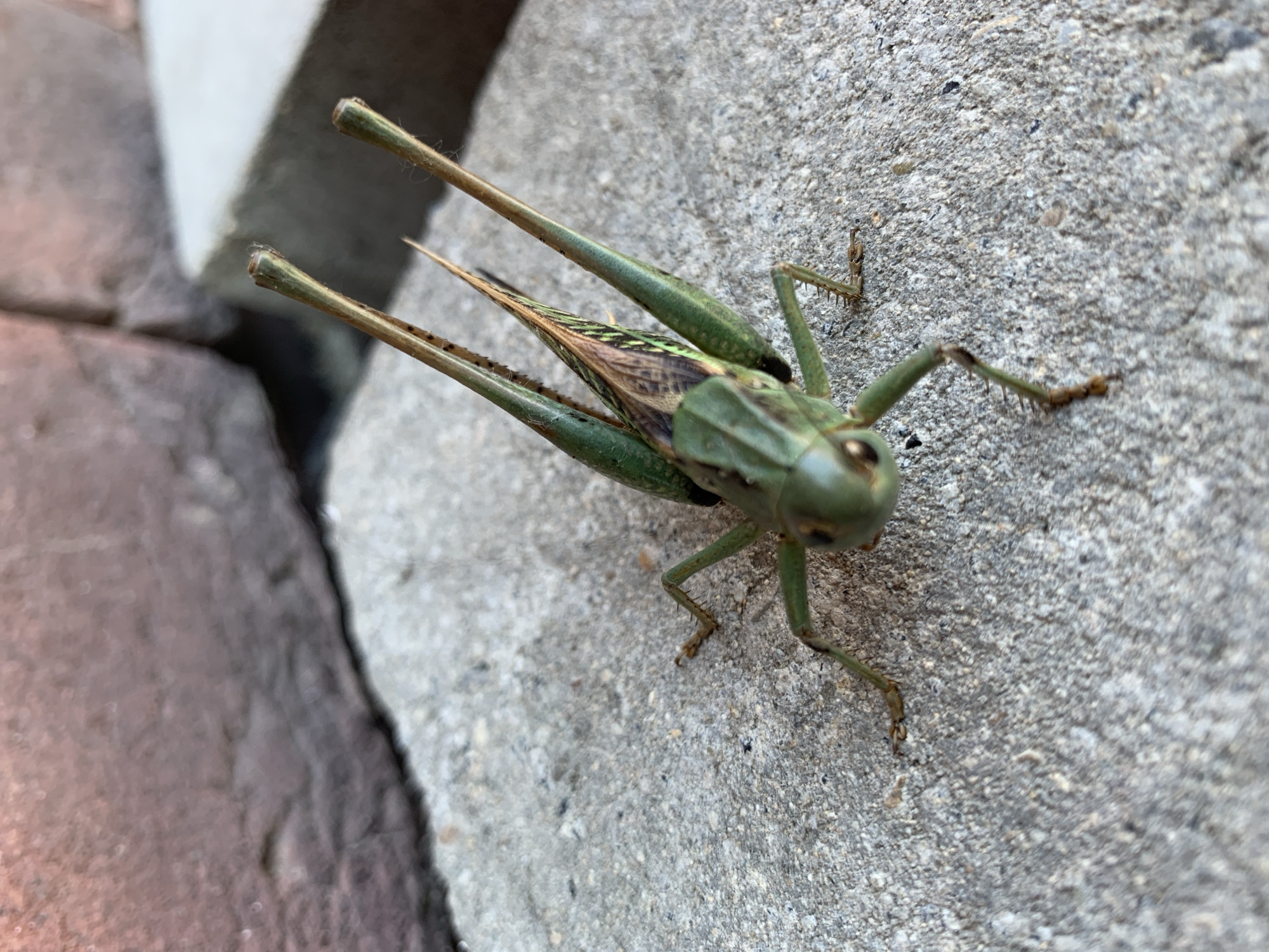 A close-up, eye-level, outdoor photograph shows a green grasshopper resting on a textured gray concrete surface. The grasshopper is positioned in the center of the frame, facing the lower left. Its body is predominantly green, with brown markings on its wings. Its long, thin legs are spread out, with the hind legs appearing particularly robust. Two long antennae extend upwards from its head. In the background, out of focus, is a reddish-brown brick structure and a lighter colored rectangular object. There are no people or any other living beings in the image. The scene appears to be a typical urban outdoor environment, consistent with the city of Kropotkin, Russia.