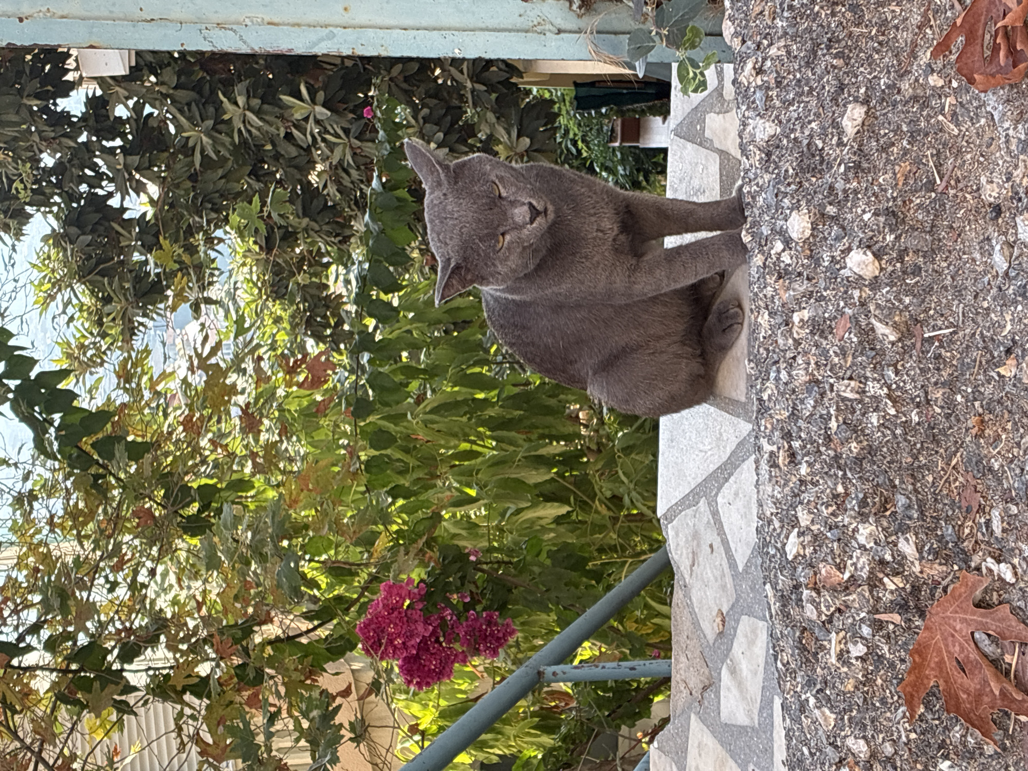A grey cat with yellow eyes sits on a patterned stone ledge in front of lush green foliage and a blue railing. The cat is facing the camera with a slightly grumpy expression. Behind the cat, the background consists of trees with green and brown leaves, a building with light-colored siding, and a glimpse of a distant cityscape. The foreground shows a rough, gravelly surface with a dried brown leaf. The scene appears to be outdoors, possibly in a residential area or garden, in the city of Alanya, Turkey.