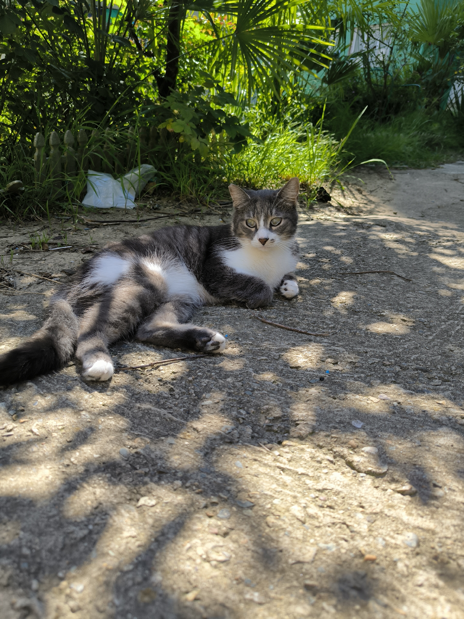 A grey and white tabby cat is lying on a concrete path. The cat is facing the camera and looking at the viewer. Its body is partially in the shade of some trees, and the rest is in sunlight. The background consists of green foliage and some grass. In the far background, there is a hint of a building. The scene appears to be outdoors, likely in a residential area, given the presence of foliage and a concrete path. It is not possible to determine the specific location within the city of Sochi, Russia from the image alone.