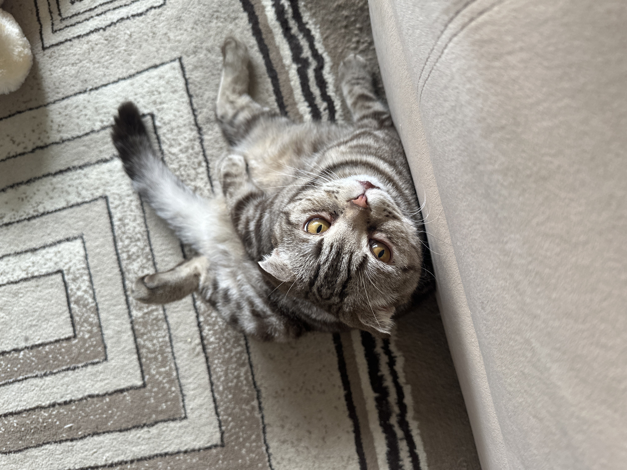 A silver tabby cat lies on its back on a patterned carpet, next to a beige couch. The cat's head is oriented towards the viewer with its paws up. The cat's tail is visible to the left and a light-colored toy appears in the upper left. The location is Unknown, Unknown.