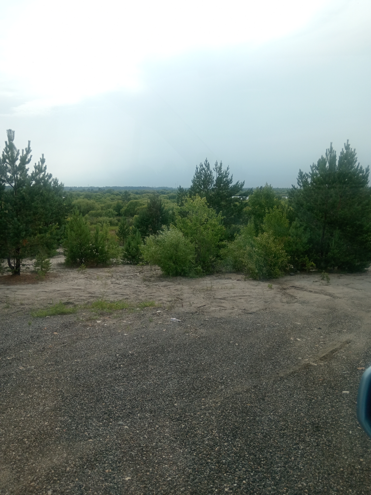 The image shows a natural landscape in Vasil'evka, Russia, under a cloudy sky. In the foreground, there is a gravel surface, possibly a road or parking area. Behind this, a sandy area is visible, sparsely covered with dry grass. A line of trees and bushes extends into the mid-ground, with several pine trees of varying sizes prominent. The background features a dense expanse of green foliage, indicating a forest or woodland area, with a faint, distant horizon line. The overall scene depicts an undeveloped or natural environment.