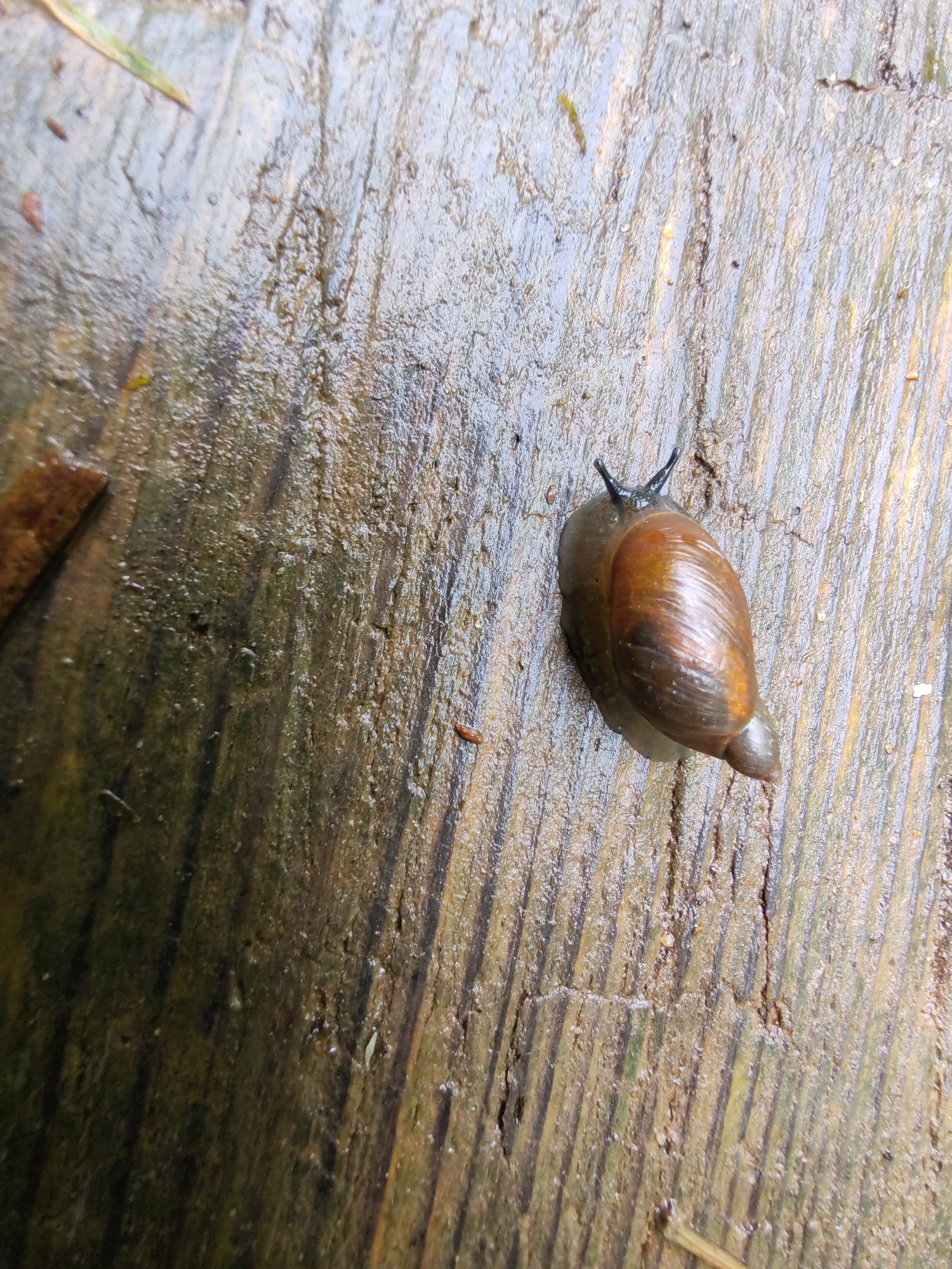 A snail is on a wet wooden surface. The snail is brown with a spiraled shell and two tentacles extended from its head. The wooden surface appears to be weathered and has visible grain. The lighting is dim and the surface is damp, suggesting it might have recently rained or is in a humid environment. The image is taken from a top-down perspective. There are no people or other animals visible in the image. The location of Чухлэм, Russia is not discernible from the image content.
