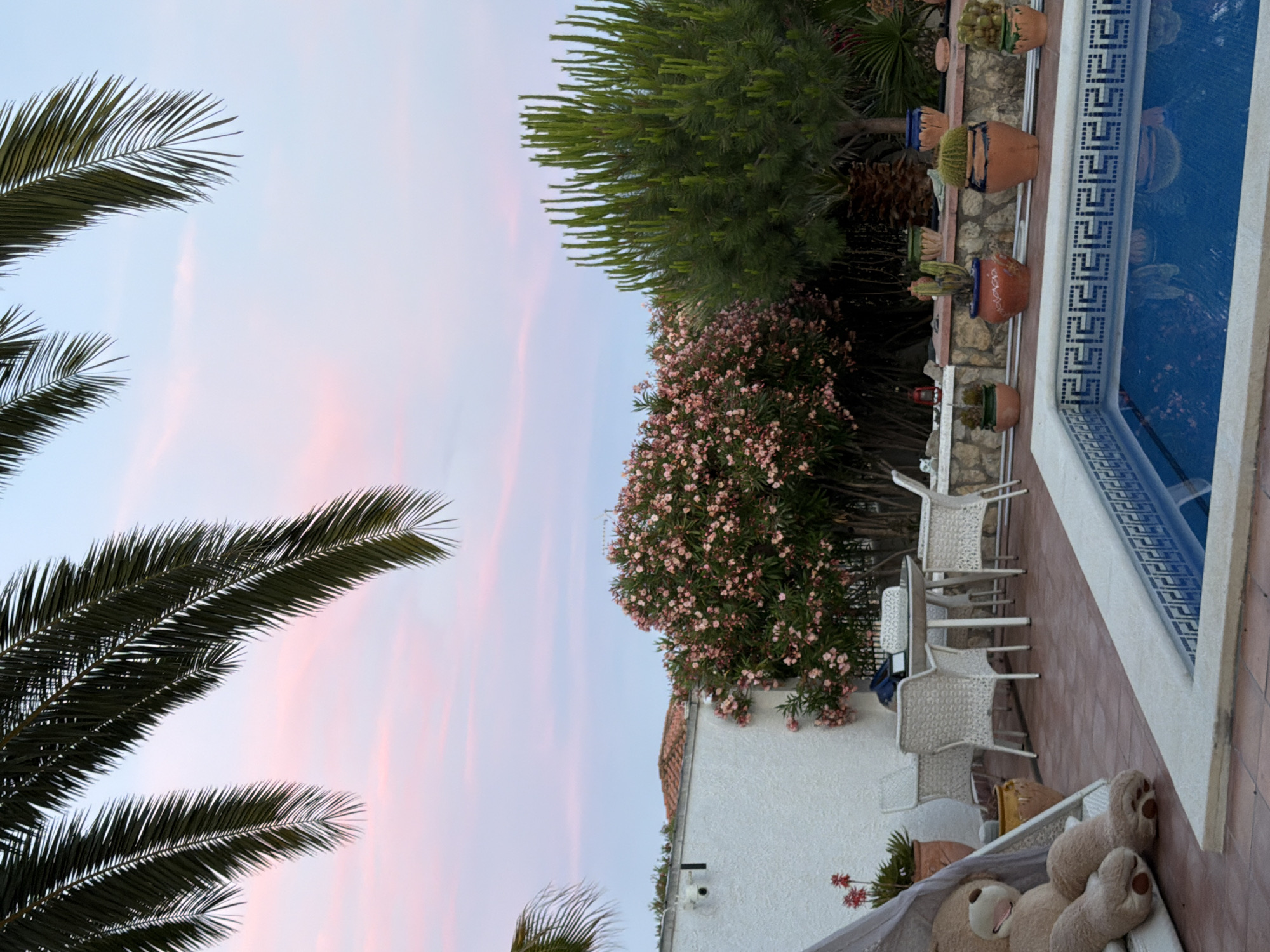 The image shows an outdoor patio area with a swimming pool and lush vegetation. The sky is a soft pink and blue, suggesting either sunrise or sunset. Palm fronds hang into the frame from the top left and top right, framing the scene. In the foreground, a portion of a blue swimming pool with a decorative tiled edge is visible. To the left, a large, plush teddy bear sits on a white cushioned lounge chair under a canopy. Behind the lounge chair, a white wall with a dark security camera is visible, along with some terracotta pots containing plants. Further back, a white outdoor dining set with chairs surrounds a round table. A dense bush with abundant pink flowers dominates the middle ground, situated between the white wall and a tall, spiky green tree. Several potted plants, including cacti and succulents, are arranged along a stone wall that separates the patio from the rear vegetation. The overall impression is a tranquil and well-maintained outdoor living space. The specific location of Mont-roig del Camp, Spain, is not explicitly evident from visual cues within the image itself.