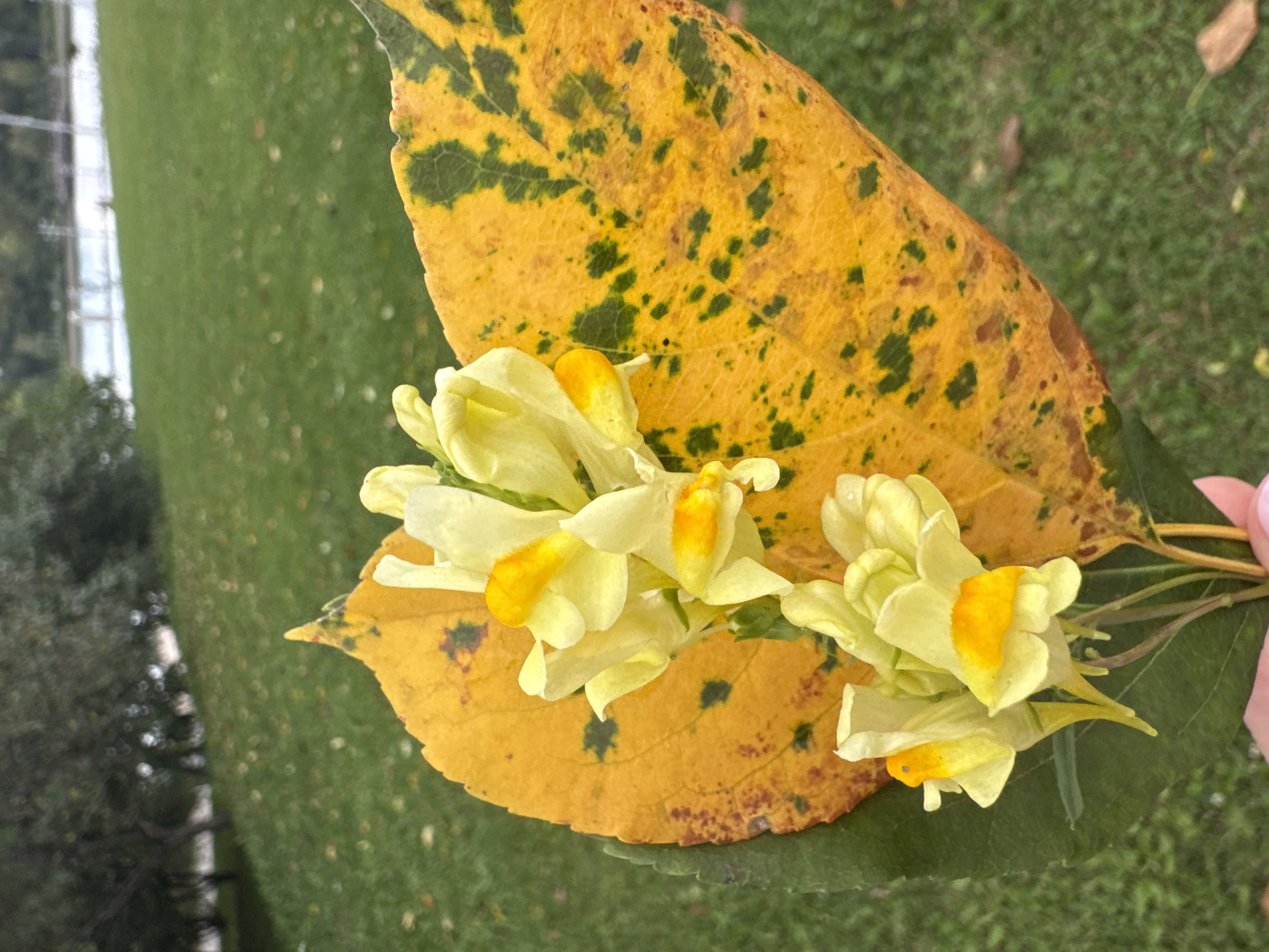 A hand holding a cluster of yellow flowers and two large leaves, one bright yellow with dark green splotches and brown edges, the other dark green, against a blurred background of green grass, trees, and a body of water. The image appears to have been taken outdoors in Ufa, Russia, likely in autumn.