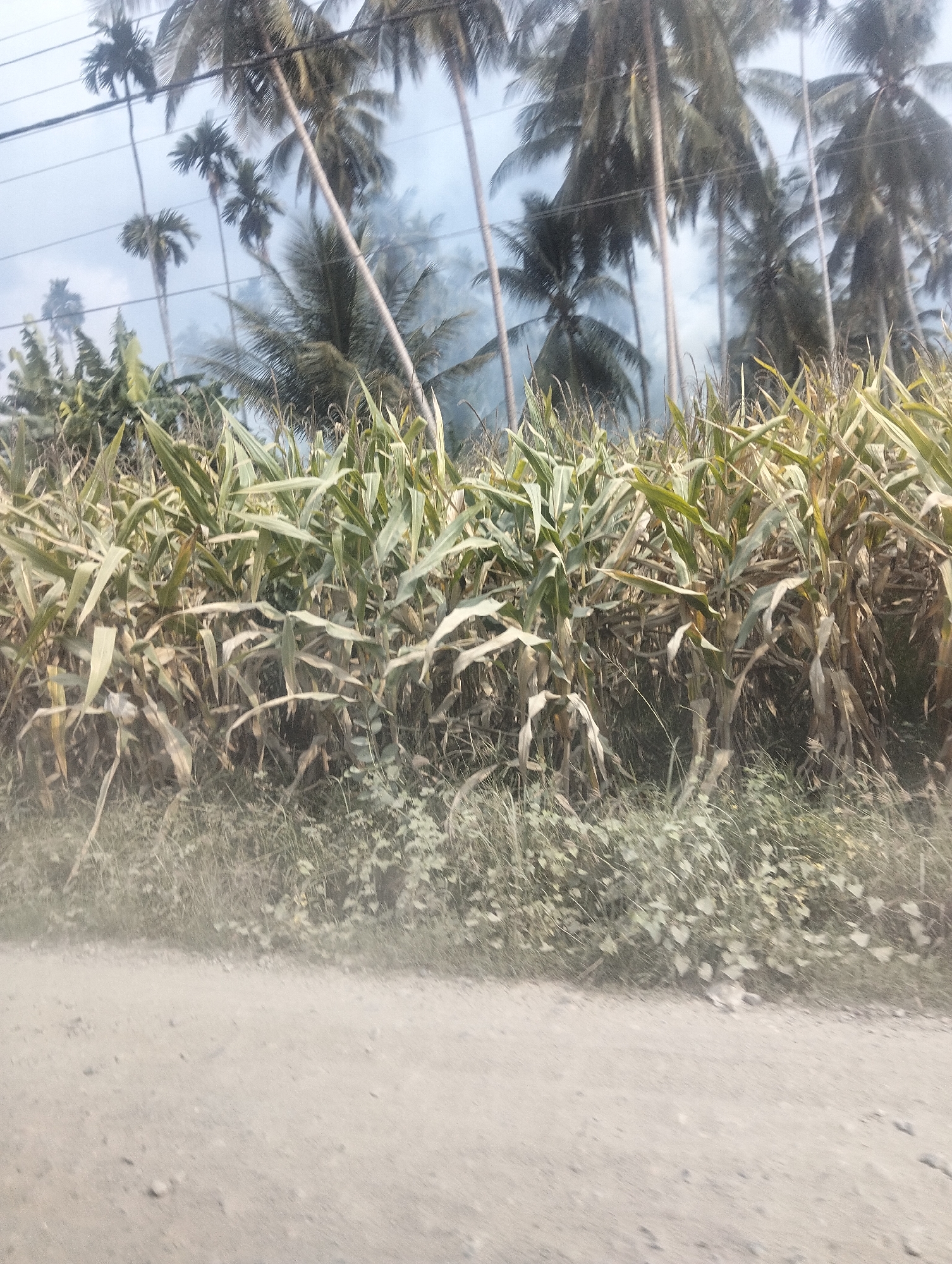 The image shows a roadside view of a cornfield with palm trees in the background, characteristic of a tropical landscape. The corn stalks are tall and leafy, some appearing dry and yellow, suggesting a harvest season or a dry period. The palm trees are numerous and appear to be of various heights, reaching towards a hazy, overcast sky. A dirt or gravel road occupies the foreground, with dust or fine particles kicked up, possibly from movement or wind. The overall impression is of a rural or semi-rural environment. This scene is typical of areas in Teupinreudeup, Indonesia, known for its agricultural land and palm tree cultivation.