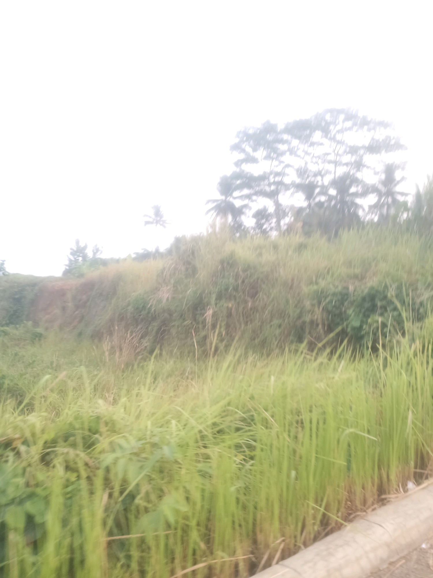 The image depicts a roadside view of a grassy hillside in Ciseeng, Indonesia. The foreground is dominated by tall, green grass, with a concrete barrier visible along the lower right edge of the frame. The hillside rises steeply, covered in dense vegetation, including more grass and some scattered bushes. A reddish-brown embankment is visible on the left side of the hill. In the background, the tops of trees, including what appear to be palm trees, are silhouetted against an overcast or bright sky. The scene is natural and undeveloped, characteristic of a rural or semi-rural area. There are no people or specific man-made structures identifiable in the image, other than the concrete barrier.