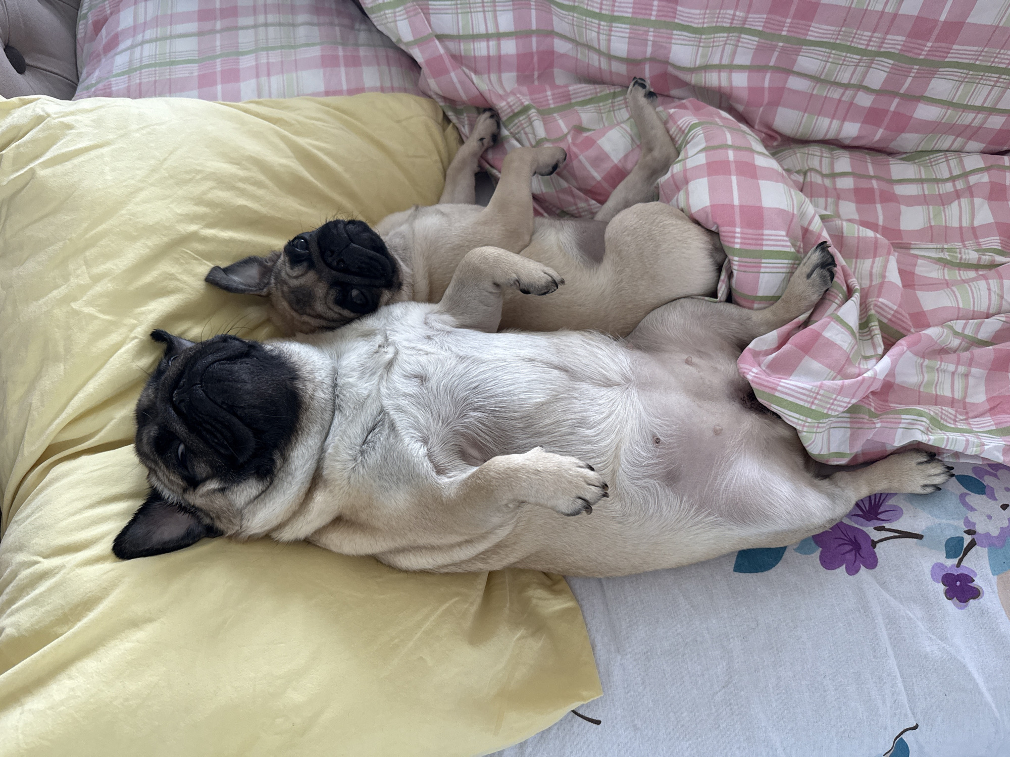 Two fawn-colored pugs are seen resting on their backs in a bed, appearing to be asleep or deeply relaxed. The larger pug is in the foreground, positioned diagonally across the frame with its black-masked face resting on a yellow pillow. Its light-colored belly is exposed, and its front paws are tucked in, while the hind legs are slightly splayed.
Behind the larger pug, a smaller, younger-looking pug is also lying on its back, snuggled against the first. Its black-masked face is visible near the larger pug's head, and its paws are extended upwards and outwards, typical of a "dead bug" sleeping position.
The pugs are surrounded by soft bedding. A plain yellow pillow occupies the left side of the image, supporting the larger pug's head and extending under part of the smaller pug. A pink, white, and green plaid duvet or blanket covers the upper right portion of the bed, partially covering the smaller pug's legs. Below the larger pug, on the right side, is a white sheet with a vibrant purple floral pattern. In the top left corner, a small section of a grey, possibly tufted, headboard or cushion is visible.
The scene conveys a sense of comfort, peace, and domestic tranquility. The lighting suggests an indoor setting, possibly during the daytime. There is no visible text in the image.