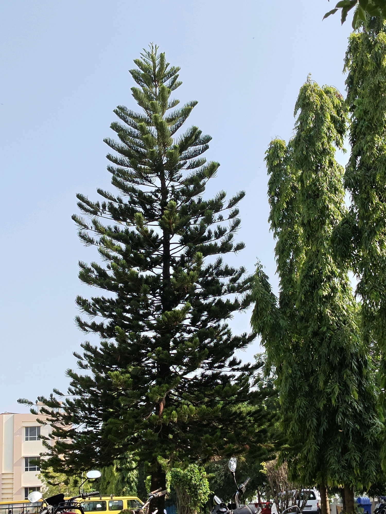 The image depicts a bright, outdoor scene in Uppalapadu, India, dominated by lush green foliage and a clear blue sky. A tall, conical pine tree stands prominently in the foreground, its dark green needles contrasting with the lighter green of two slender, columnar trees to its right. In the background, a light-colored building with multiple windows is visible, situated behind the trees. At the bottom of the frame, a yellow vehicle, possibly a bus, and several motorcycles are parked, suggesting a public or commercial area. The overall impression is one of a verdant urban landscape, likely a park or a street lined with trees.