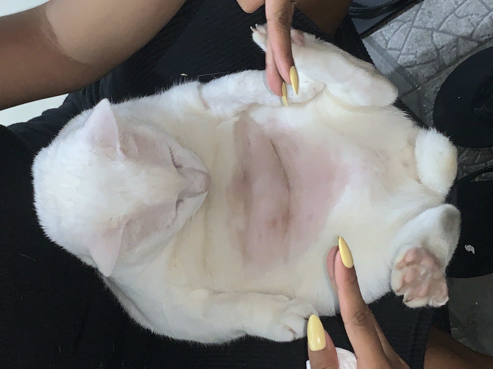 The media file shows a close-up, overhead view of a white cat lying on its back, with its belly exposed. Two human hands with bright yellow nail polish are gently touching or holding parts of the cat's body, one near its head and the other near its hind legs. The cat appears relaxed, with its eyes closed. The cat's belly shows areas of pinkish skin beneath its white fur, possibly indicating a sensitive area or where fur is thinner. The background consists of dark fabric, likely clothing, and a textured grey surface with some white specks. The lighting suggests an indoor setting, possibly during the day, with no obvious clues about the weather. The scene evokes a sense of care and affection between the people and the animal. There is no visible text in the image. The context provided states the location is Sukawati, Indonesia, suggesting this is where the scene is taking place.