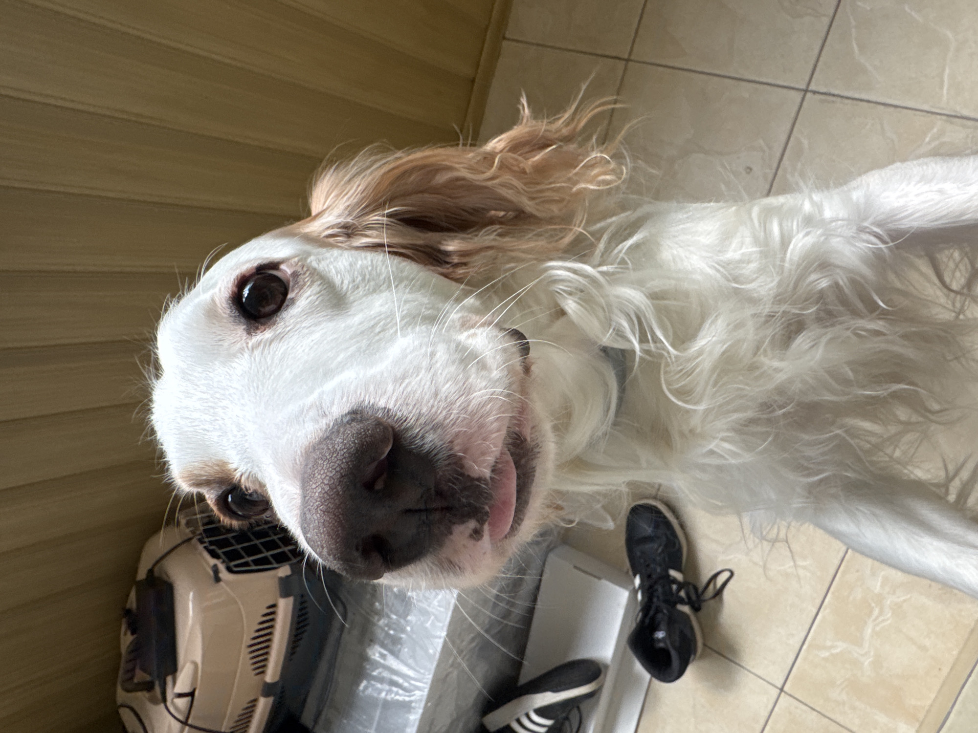 In an indoor setting, a white English Setter dog with tan markings on its ears and face is the primary subject. The dog is positioned in the foreground, its head tilted upwards and tongue slightly out, looking directly at the camera. Behind the dog, to the left, is a beige pet carrier with a black handle. Below the carrier and to the left of the dog are two black sneakers with white stripes, one on top of the other. The floor is tiled with light brown square tiles. The background features a wall with vertical wooden planks. The scene appears to be a residential interior.