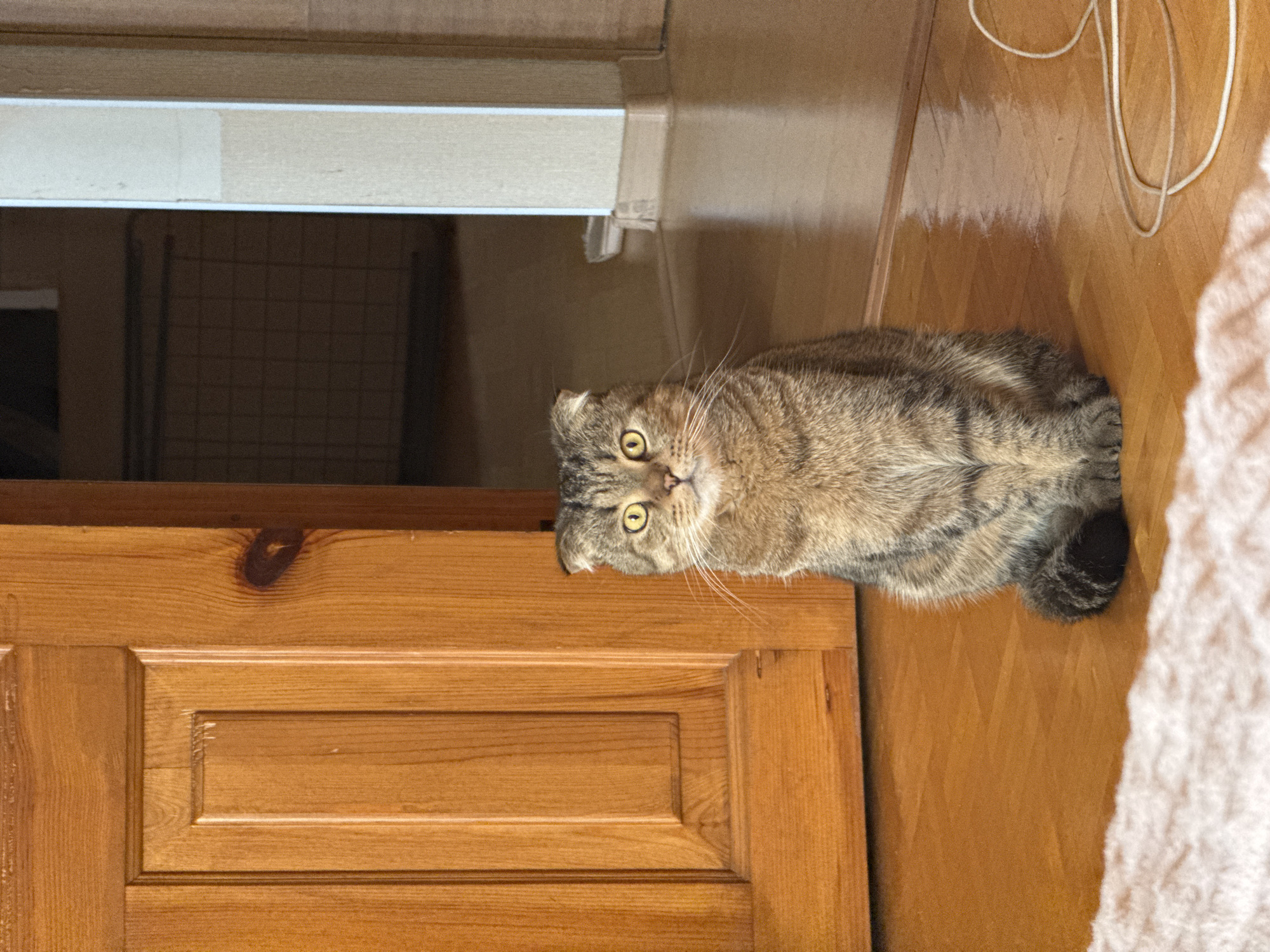 The image prominently features a tabby cat with distinctively folded ears, characteristic of a Scottish Fold breed. The cat is lying on its side on a polished wooden floor, its striped fur (brown, black, and tan) visible along its body. Its head is towards the left of the frame, with bright, wide-open yellow eyes looking directly at the viewer. White whiskers fan out from its snout, and its expression conveys alertness and curiosity.
The cat appears to be peeking from behind a wooden cabinet or door, which occupies the lower portion of the image. This furniture is crafted from light-brown wood, showcasing natural grain patterns and a visible knot, with a detailed paneled design.
To the right of the cat, the wooden floor continues, displaying reflections of light. Several white wires are loosely coiled on this part of the floor. On the far right edge, a soft, light-colored, textured fabric, possibly a blanket, is partially visible.
Above the cat's head, in the upper-left area, a light-toned horizontal strip runs across the frame, likely a part of a door frame or shelf. Below this strip is a darker, obscured space, revealing faint grid lines, suggesting the interior of an open cabinet or a dark room.
The setting is indoors, with ambient lighting creating a warm tone and reflections on the wooden surfaces. There is no visible text in the image. The scene is located in Chaikovsky, Russia.