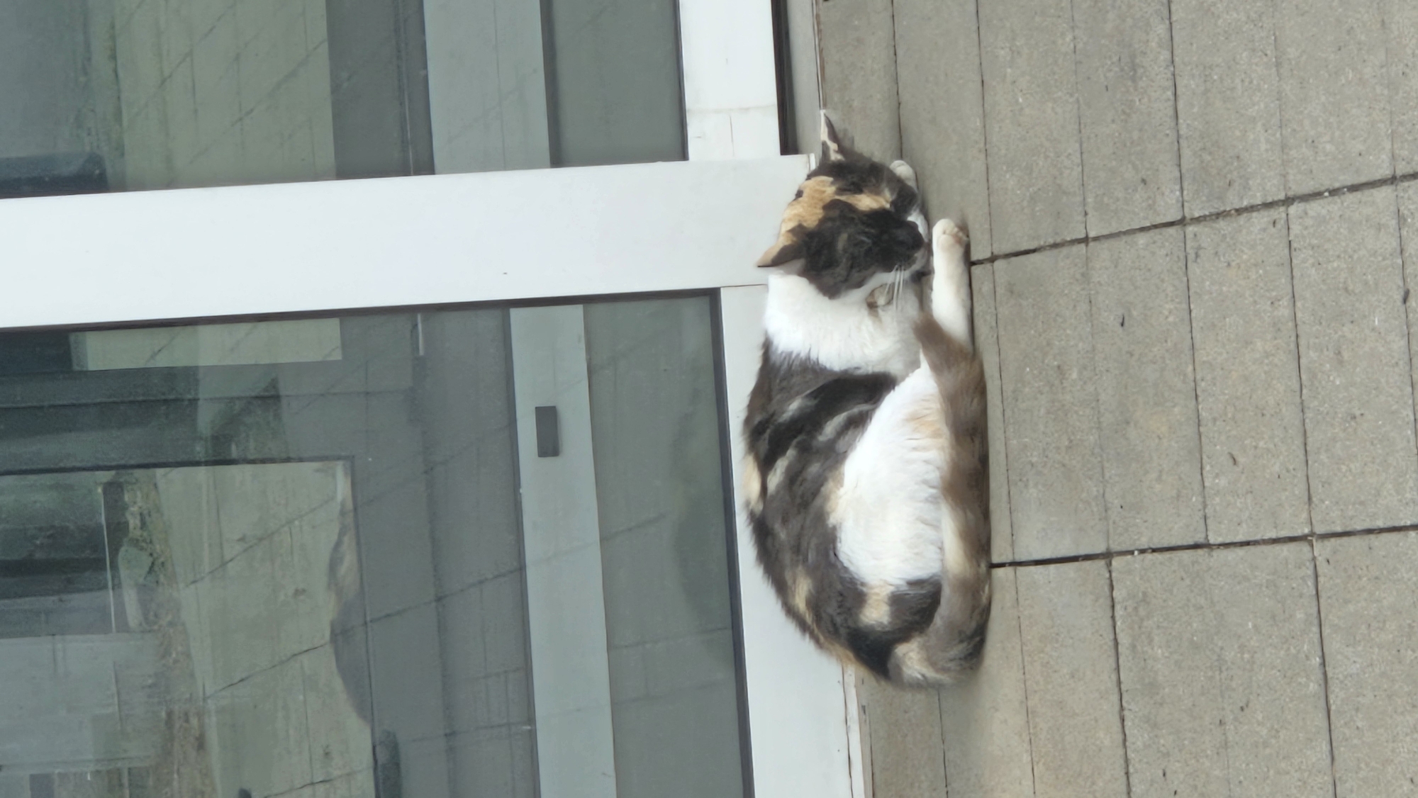 A calico cat is sleeping curled up on a tiled outdoor walkway in front of a building with large glass windows and a white vertical pillar. The cat's fur is a mix of white, black, and tan patches. The walkway is made of square grey tiles. The reflection of the building's interior and some outdoor elements are visible in the glass. The scene appears to be in a public or commercial area.