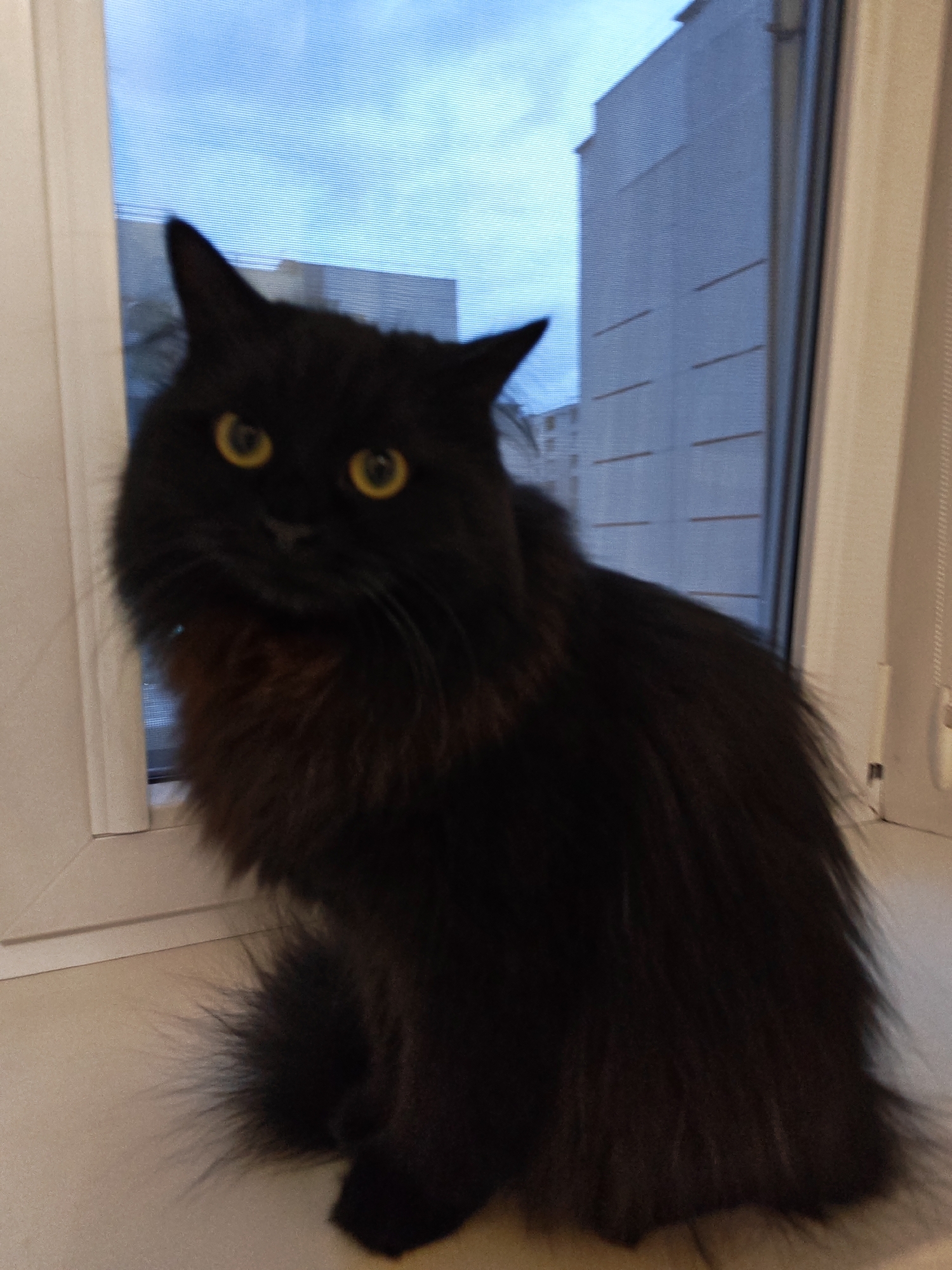 A long-haired black cat with bright yellow eyes sits on a windowsill, facing the camera. The cat has a fluffy tail and appears to be indoors, with a window behind it showing a cityscape with buildings and a cloudy blue sky. The windowsill is light-colored, and the window frame is white. The overall lighting suggests it is daytime, possibly late afternoon or early morning. There is no visible evidence of the specific location in Bataysk, Russia.