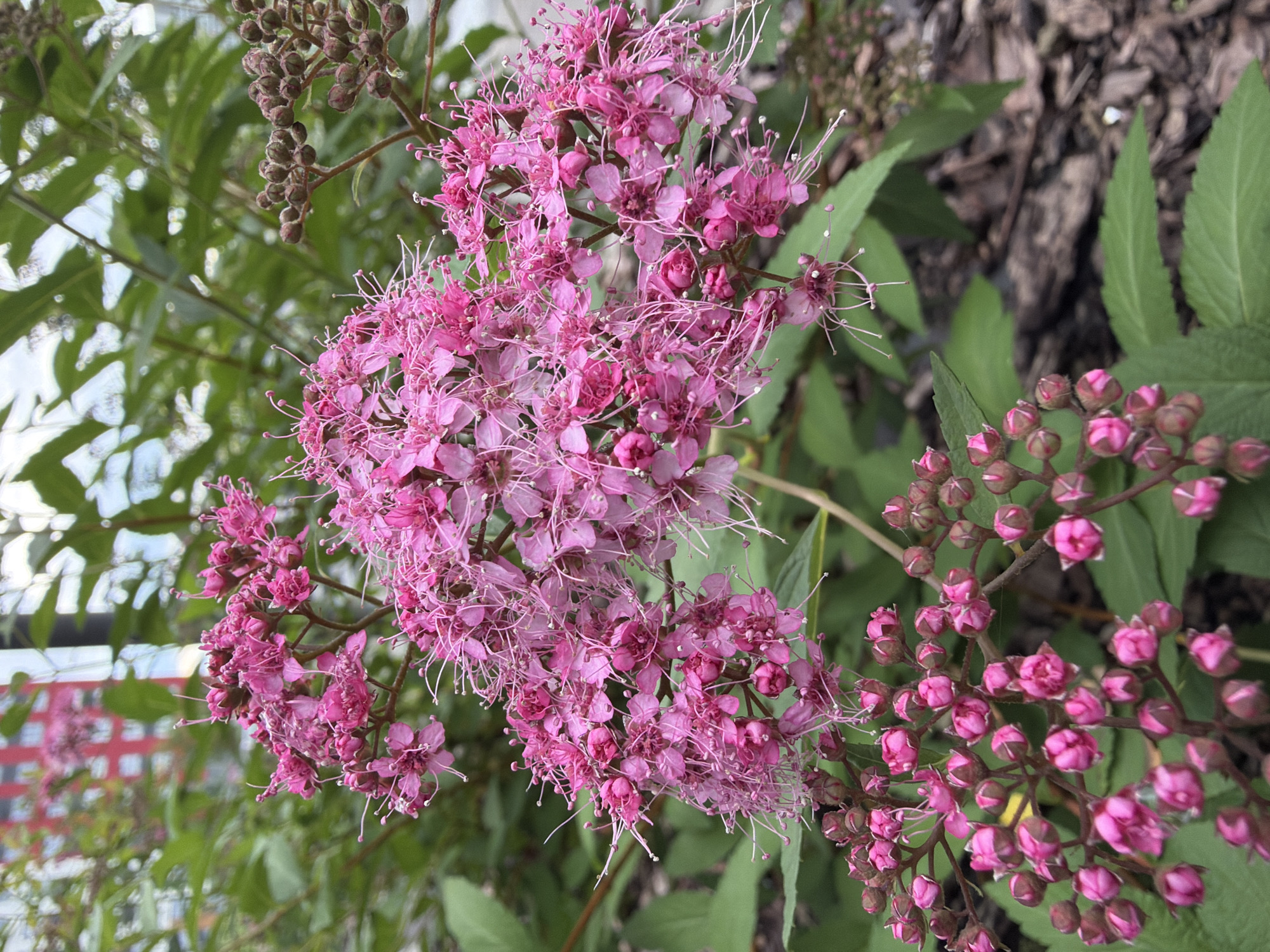 The image shows a close-up of a pink flowering shrub with clusters of small, intricate flowers and buds. The flowers have delicate petals and prominent stamens that give them a feathery appearance. In the background, out of focus, are green leaves and what appears to be a red building with a grid-like facade, possibly an urban setting. The ground is covered with mulch and some of the shrub's leaves. The lighting suggests it is daytime.