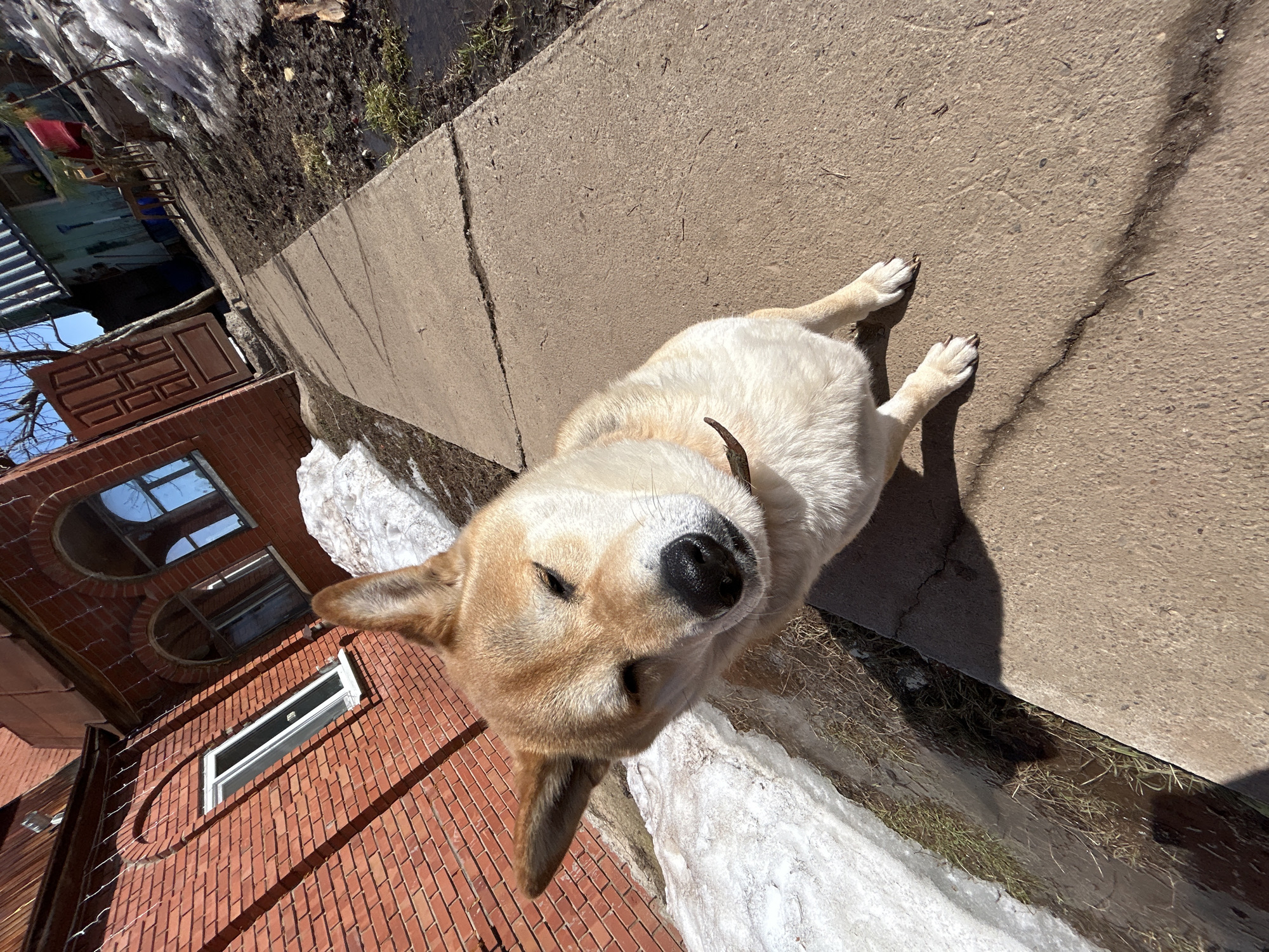 A dog is standing on a concrete sidewalk next to a brick building. There is snow and grass along the edge of the sidewalk. The building has windows with arched tops. The location is Rusalevka, Russia.