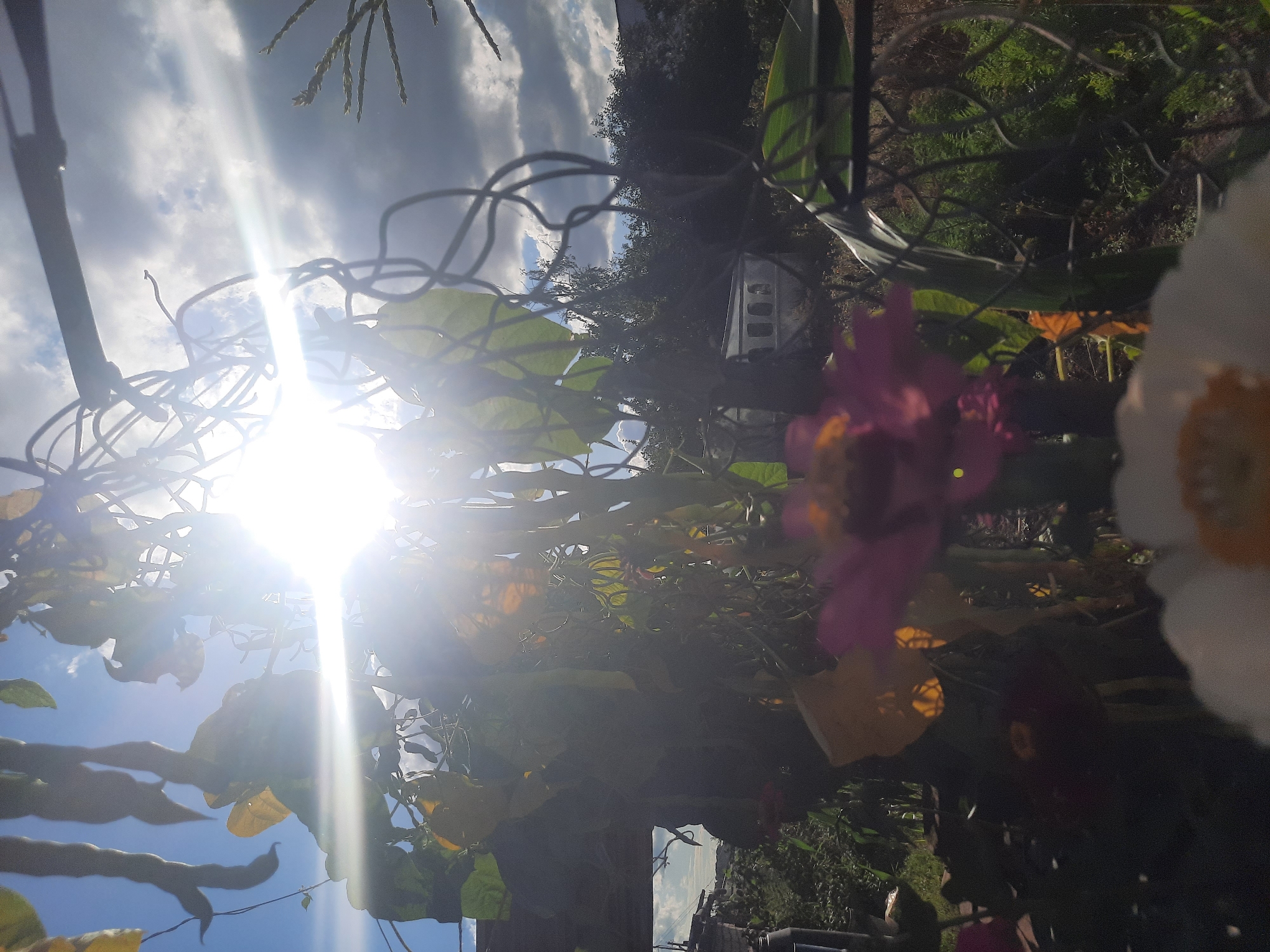 The image depicts a backyard scene bathed in bright sunlight. In the foreground, out-of-focus flowers, one white and one pink, are visible. Behind them, a tangle of vines and leaves obscures much of the view, with some yellow foliage present. A string of what appear to be long, thin seed pods hangs from above. The sun is intensely bright, causing lens flare and washing out some details. Through the foliage, a white shed-like structure with several windows can be seen in the mid-ground, surrounded by greenery. A wire fence runs horizontally across the middle right of the image. In the background, trees and a cloudy sky are visible. The presence of a shed suggests a residential or garden area, consistent with a backyard in a city like Шклоў, Belarus. No people are visible in the image.