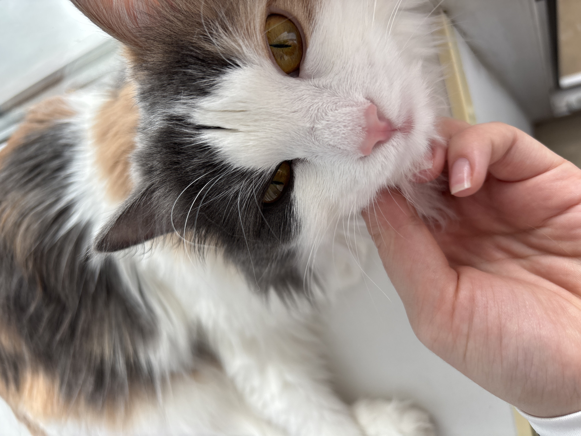 A close-up shot shows a calico cat being petted by a person. The cat has white, gray, and tan fur, with distinctive yellow eyes. A hand with a clean, unpolished fingernail is gently touching the cat's face near its pink nose. The location is unknown, as there are no visible landmarks or details to indicate that the image was taken in Perm, Russia, or any specific city. The background is indistinct, but it appears to be a neutral interior.