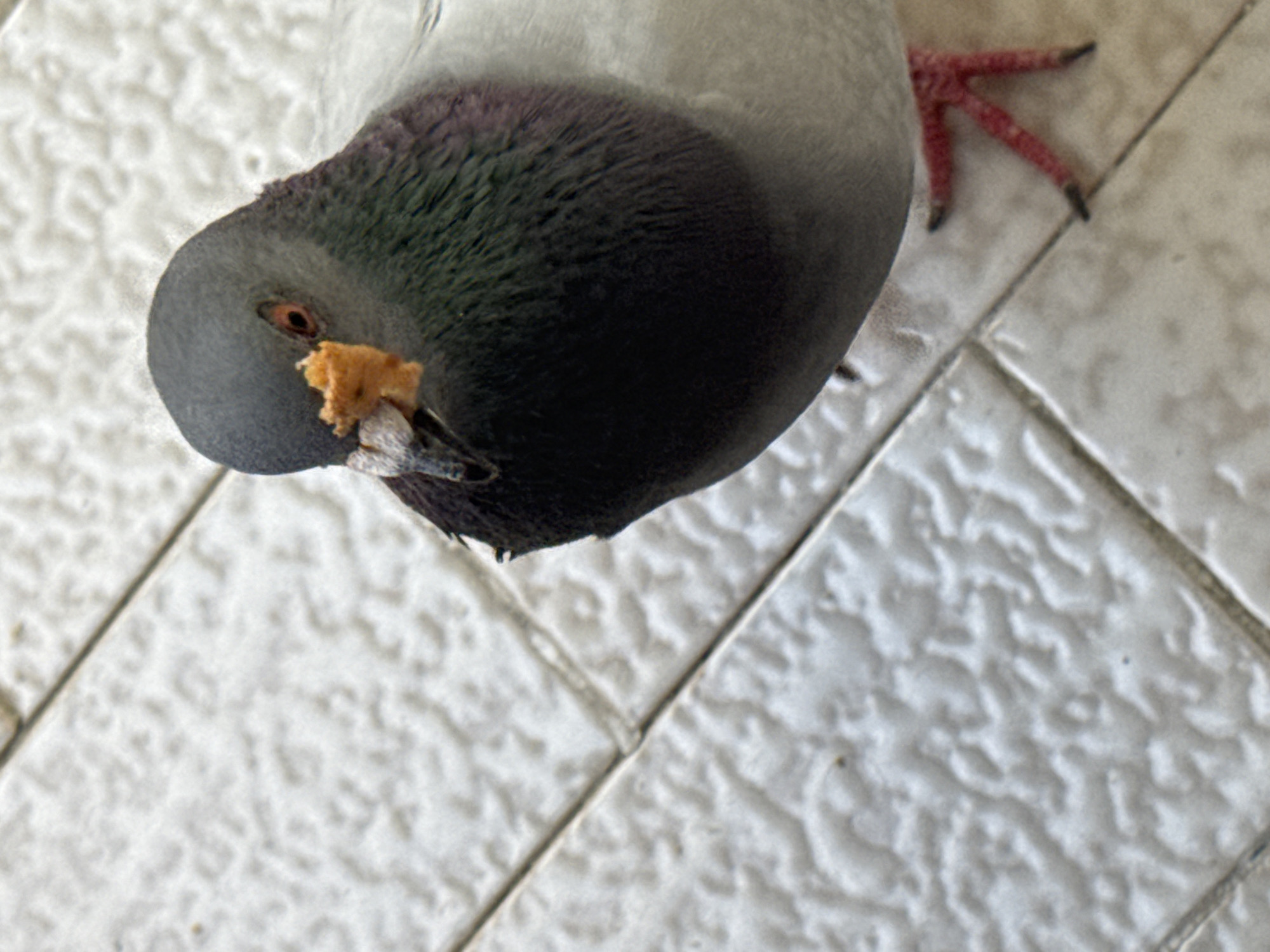 A single rock pigeon (Columba livia domestica) is depicted in a close-up, high-angle view, standing on a textured, light-colored tiled surface in Vila Nova de Gaia, Portugal. The pigeon faces the observer directly, its grey head featuring a prominent reddish-orange eye and a white cere above its dark beak. A small, irregularly shaped, yellowish-orange food item is held firmly within its beak. The bird's neck displays iridescent green and purple plumage, transitioning to a dark grey chest and lighter grey body feathers. Partially visible are its pinkish-red legs with dark talons. The ground beneath consists of rectangular, light-toned tiles with an embossed, stippled texture, delineated by darker grout lines.