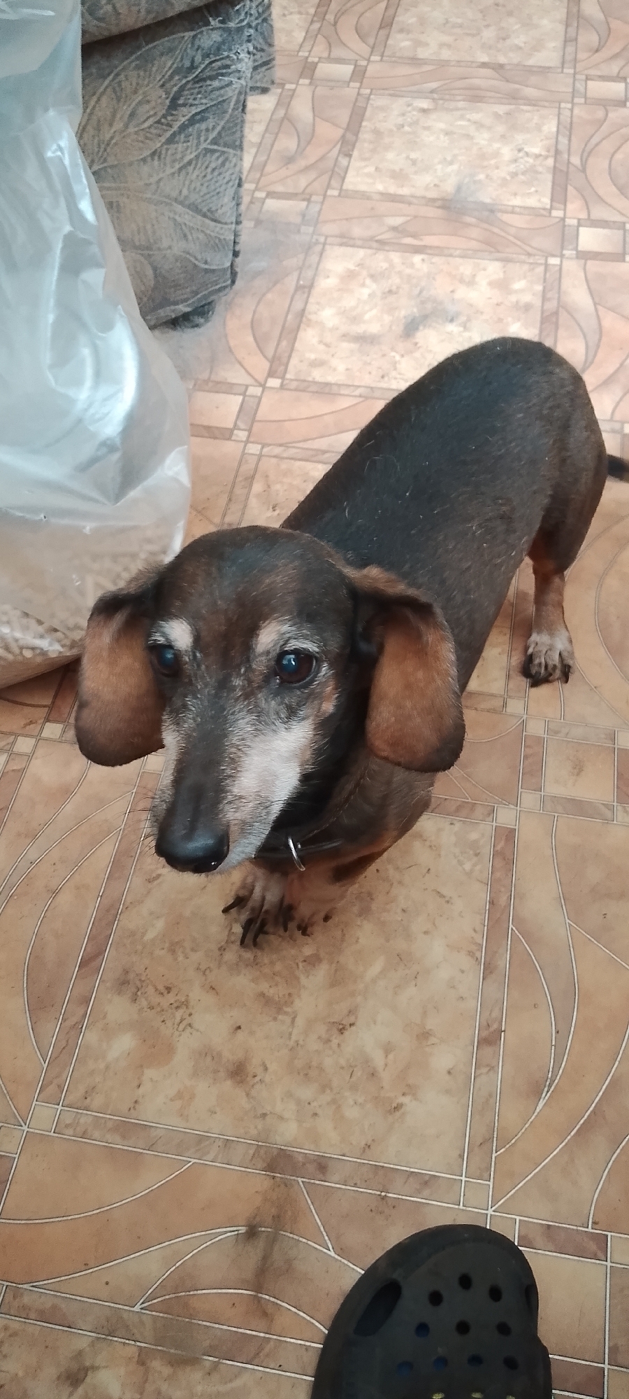 A dachshund dog with brown and black fur stands on a tiled floor. The dog is facing forward, looking slightly to the left. Its ears are long and floppy, and its eyes are dark. The floor is made of square tiles with a pattern of beige and brown. In the background, to the left of the dog, is a large plastic bag filled with a granular substance. To the right of the dog, a dark colored shoe is partially visible. The lighting suggests an indoor environment.