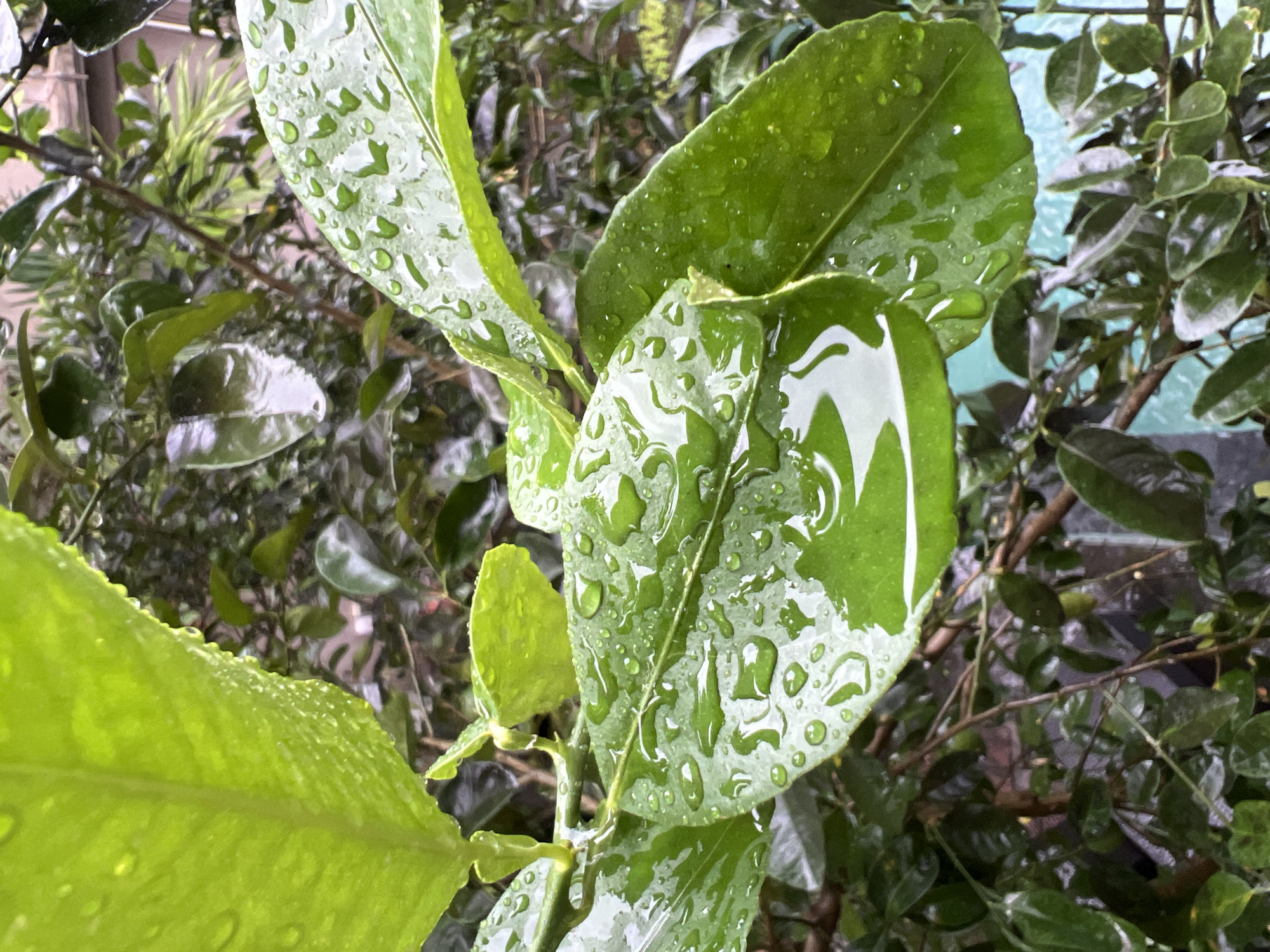 The image depicts a close-up of lush green foliage, heavily saturated with raindrops. The leaves are various sizes, appearing to be part of a citrus tree, as indicated by their shape and texture. The droplets cling to the surface of the leaves, reflecting light and creating a glistening effect. The background is a blur of more foliage and possibly a structure, hinting at a garden or a landscaped area. Considering the location in Ubud District, Indonesia, the environment suggests a tropical or subtropical setting, likely humid and experiencing recent rainfall. There are no visible people or specific actions, the focus is on the natural elements and the immediate surroundings.