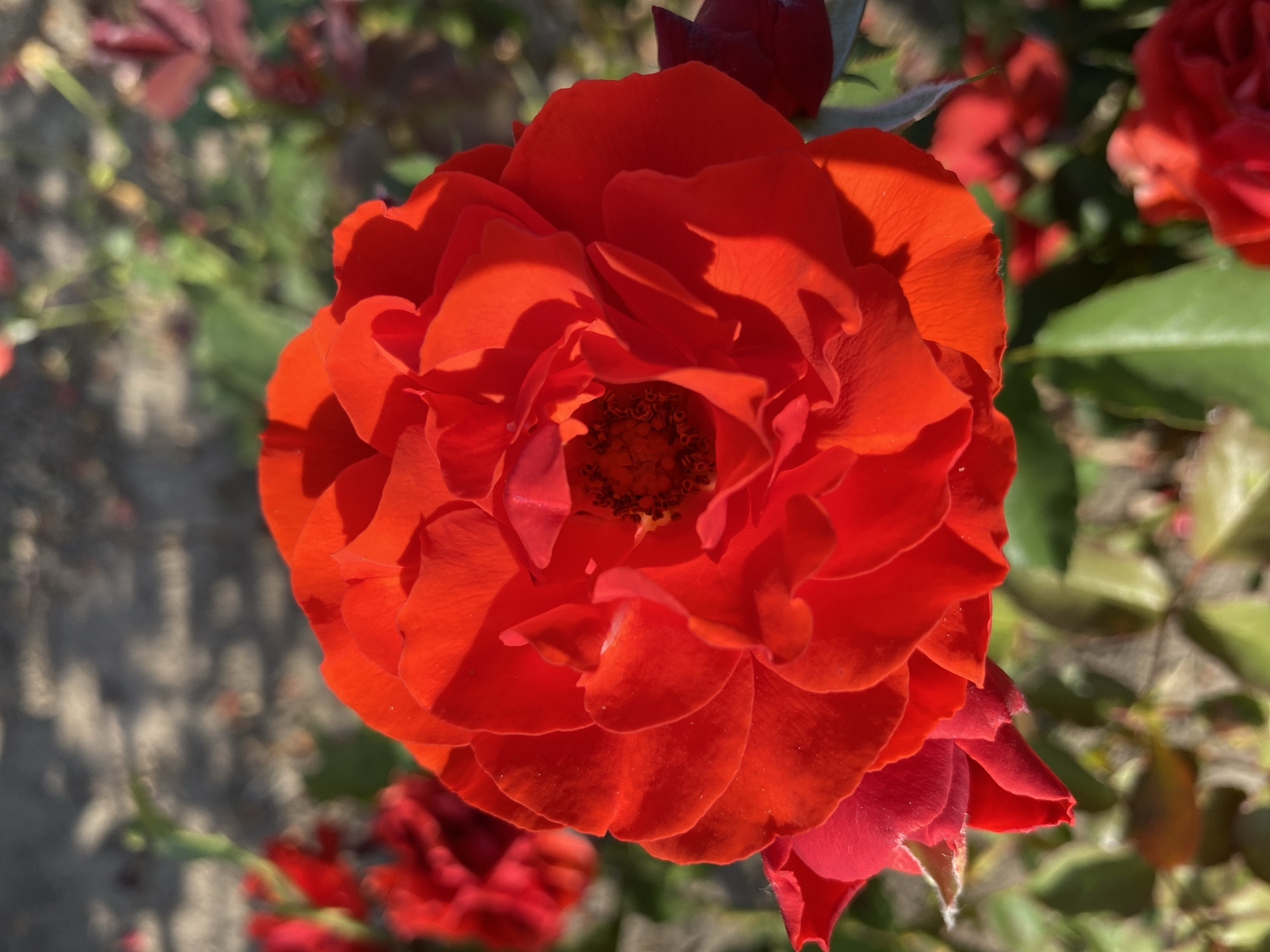 A close-up, eye-level shot focuses on a vibrant red rose in bloom. The rose's petals are deeply layered and unfurling, with some showing delicate veins and light catching on their surfaces. The center of the rose is darker, hinting at its inner structure. In the background, other red roses and green foliage are visible, but are out of focus, creating a soft bokeh effect. The ground behind the flowers appears to be a mix of dry earth and scattered debris, suggesting an outdoor garden setting. The lighting is bright and sunny, casting some shadows on the rose petals. This image was taken in Ventsy, Russia.