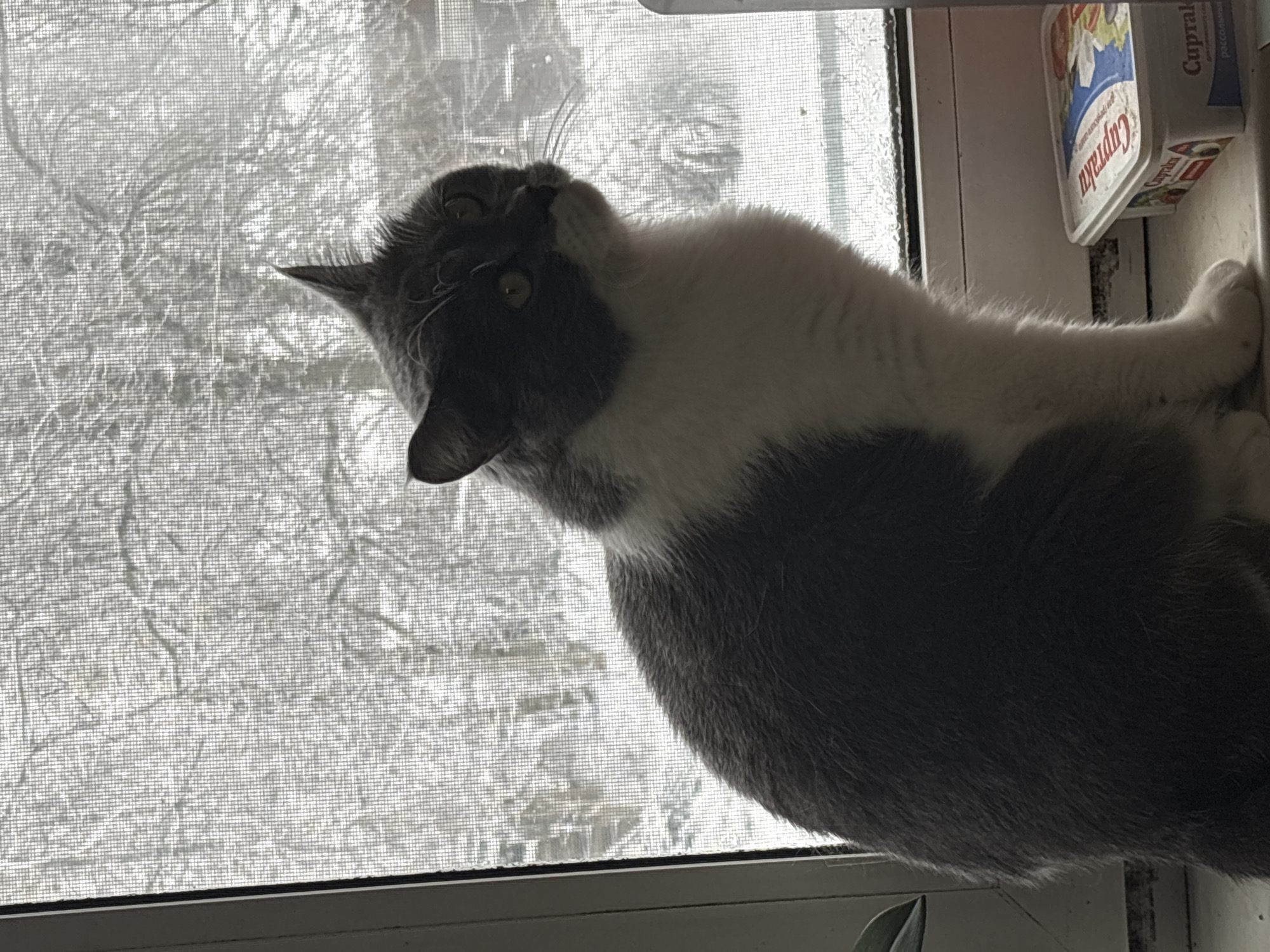 A gray and white cat sits on a windowsill in front of a window with a screen. A container of "Cupraku" brand spread is on the windowsill next to the cat. Outside, a window screen filters the view of what is likely a snow-covered landscape, potentially trees. The location is identified as Lukintsy, Russia.