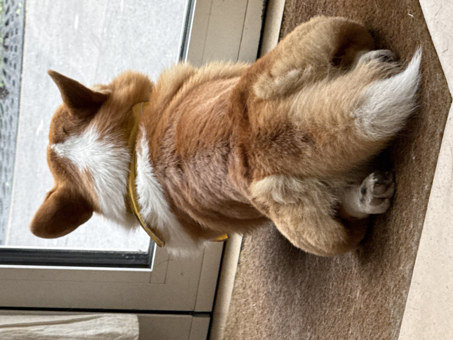 A reddish-brown and white Pembroke Welsh Corgi dog, wearing a yellow collar or bandana, is depicted resting on a brown textured floor mat indoors. The dog faces away from the viewer, looking directly out through a clear glass pane of a white framed door or window. Its ears are perked forward. The visible portion of its back, hindquarters, and tail shows varying shades of brown and white fur, with the tail being primarily white. To the left of the frame, a cream-colored curtain or drape is partially visible. Through the glass, an out-of-focus grey exterior ground surface, possibly cobblestones or pavement, is visible, suggesting an urban or suburban outdoor area. The precise location within Paris, France, is not discernable from the visual information provided. No other individuals or animals are present in the immediate scene.
