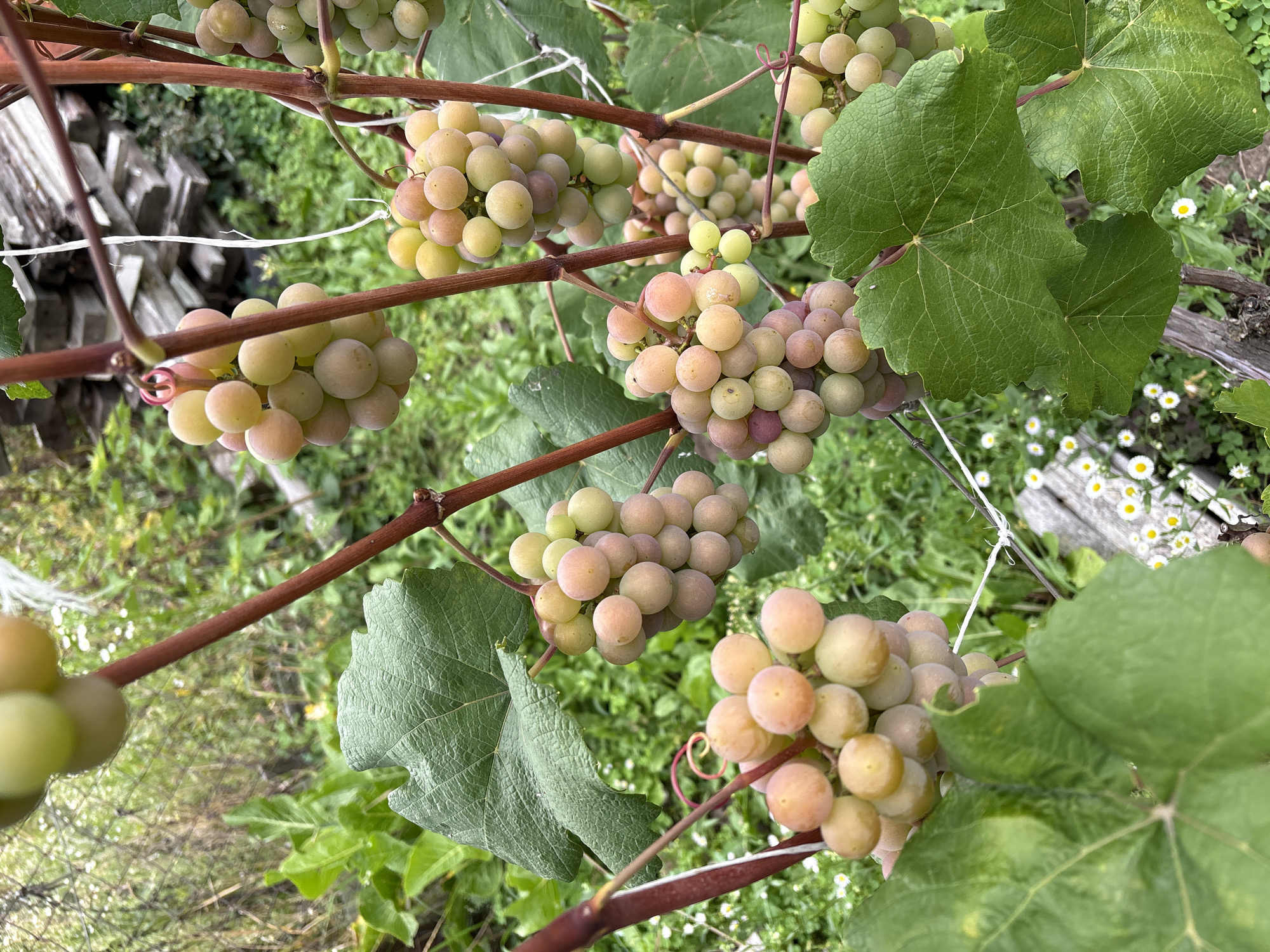 The image depicts a close-up view of several clusters of grapes growing on a vine. The grapes are a pale green to pinkish hue, indicating they are likely ripe or nearly ripe. They are attached to reddish-brown stems. Large, green grape leaves with visible veining are also prominent in the foreground and surrounding the grape clusters. The background consists of lush green foliage, some small white flowers, and what appears to be weathered wooden structures or fencing. The scene suggests an outdoor, rural or garden setting, consistent with agriculture or viticulture. There are no people or animals visible in the image. The lighting suggests it is daytime. The location is identified as Petrykiv, Ukraine.