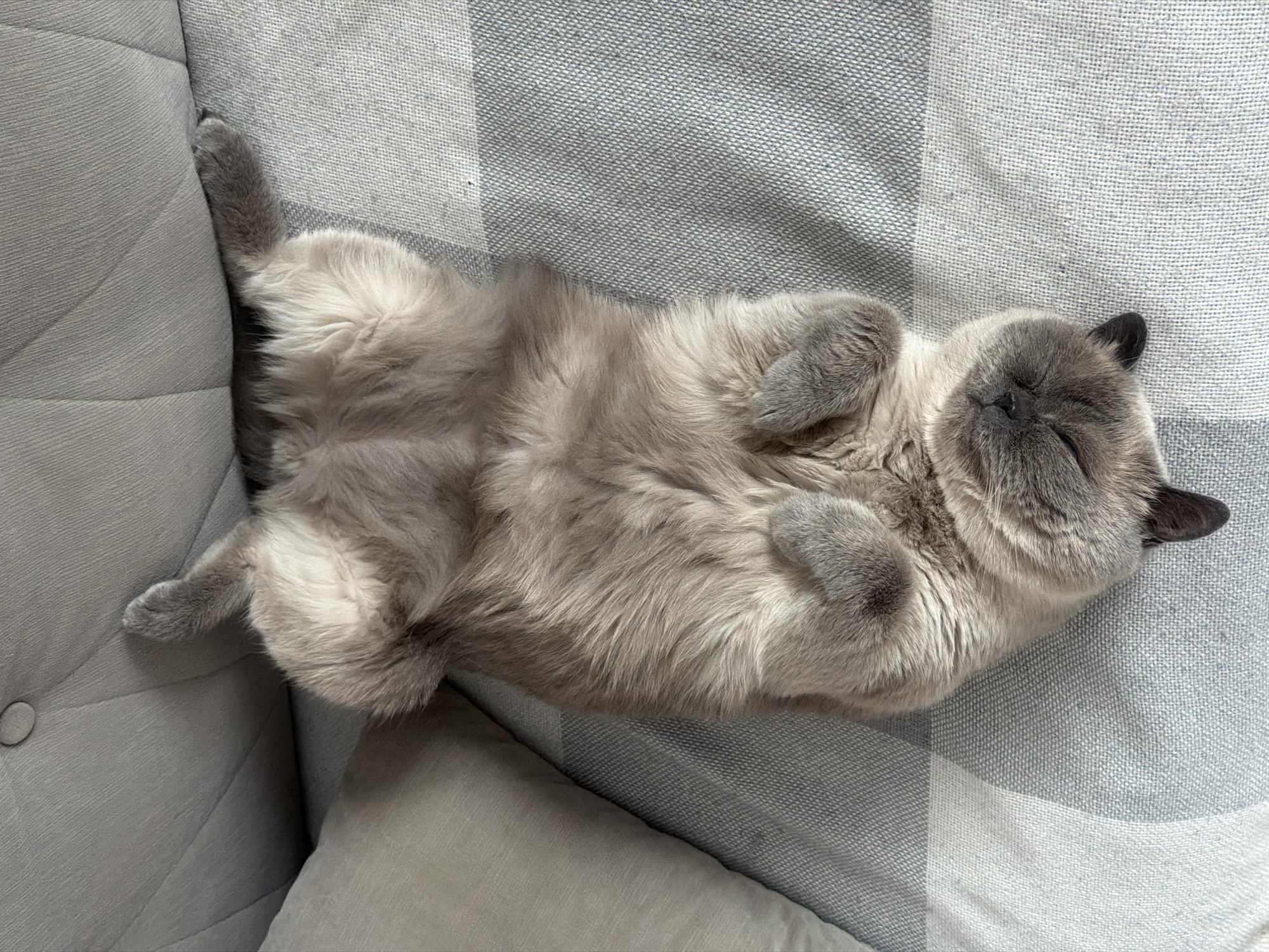 A gray cat is lying on its back on a gray plaid blanket. The cat's legs are tucked up and its eyes are closed. The cat is resting on a gray couch. The location of the photo is unknown but the prompt is Rostov-on-Don, Russia.