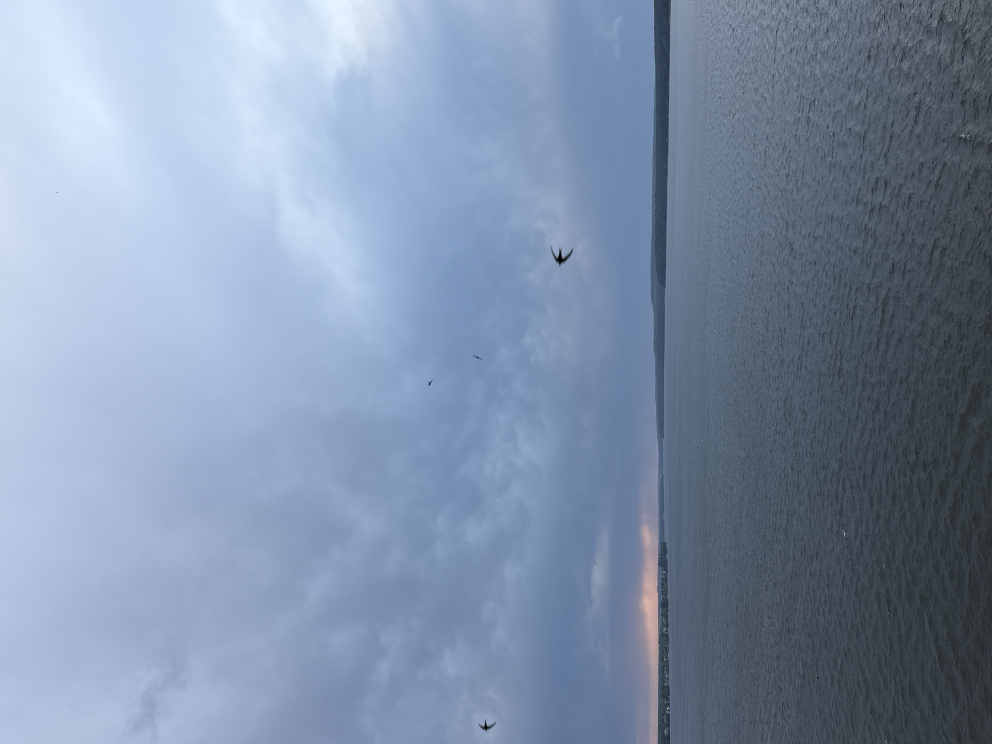A landscape photograph, presented on its side, shows a body of water, likely the Votkinsk Reservoir based on the location, occupying most of the right half of the frame. The water surface is textured with ripples. A thin strip of land is visible on the horizon, separating the water from the sky.
The left half of the image is dominated by an overcast sky filled with various cloud formations. Three birds are visible in flight against the sky. The lower region of the horizon line has a band of diffuse light.
