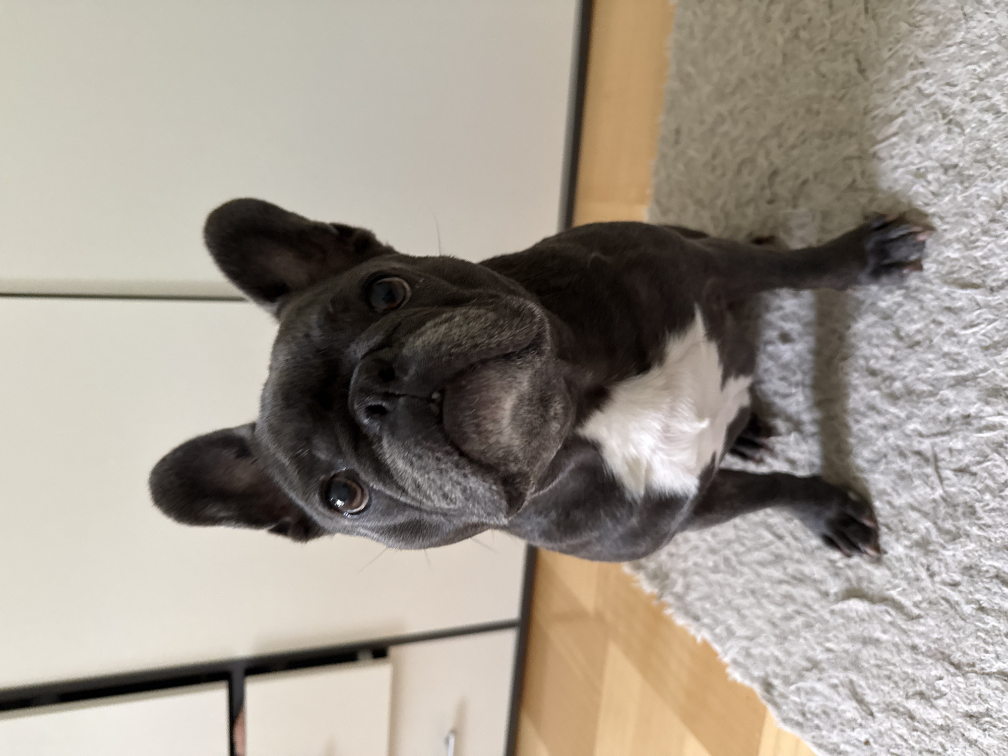 A dark gray French bulldog with a white chest is sitting on a light gray rug in a room with wooden floors. The dog is facing the camera with its ears perked up and its mouth slightly open. Behind the dog, there are tall white cabinets with black handles. The lighting in the room appears to be natural, coming from the left side of the frame. The scene is indoors and appears to be a residential setting. There is no information available about the location in Bad Sachsa, Germany.
