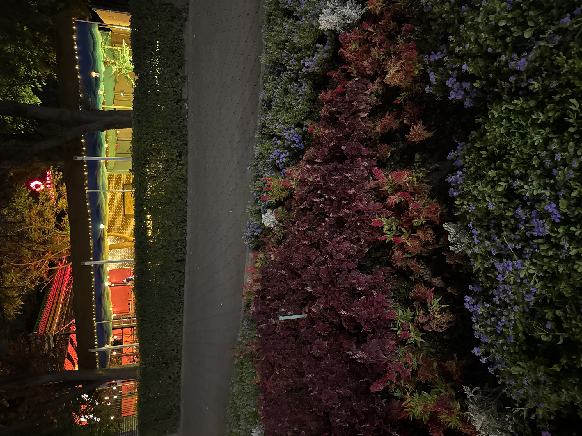 At night, a paved pathway runs in front of a meticulously maintained, dense green hedge. Beyond the hedge, a building with a red roof and vibrant lighting is visible. The building features a long, covered area with decorative trim and numerous small, illuminated lights strung along its edge, creating a festive atmosphere. Inside the covered area, brick walls and tables and chairs are discernible, suggesting an outdoor dining or seating area. The building's facade is adorned with a mural depicting a seascape, complete with waves and jellyfish. Trees with dark foliage are interspersed along the building's length. In the foreground, a colorful flowerbed is arranged in layers. The front layer consists of deep burgundy and reddish-brown plants with intricate leaf patterns, interspersed with spikes of bright red flowers. Behind this, a layer of small, delicate purple flowers blooms abundantly, bordered by green foliage. Further back, patches of silvery-white plants add contrast to the vibrant floral display. The overall scene suggests a lively, possibly recreational area in Bishkek City, Kyrgyzstan, illuminated by artificial lights for evening enjoyment.