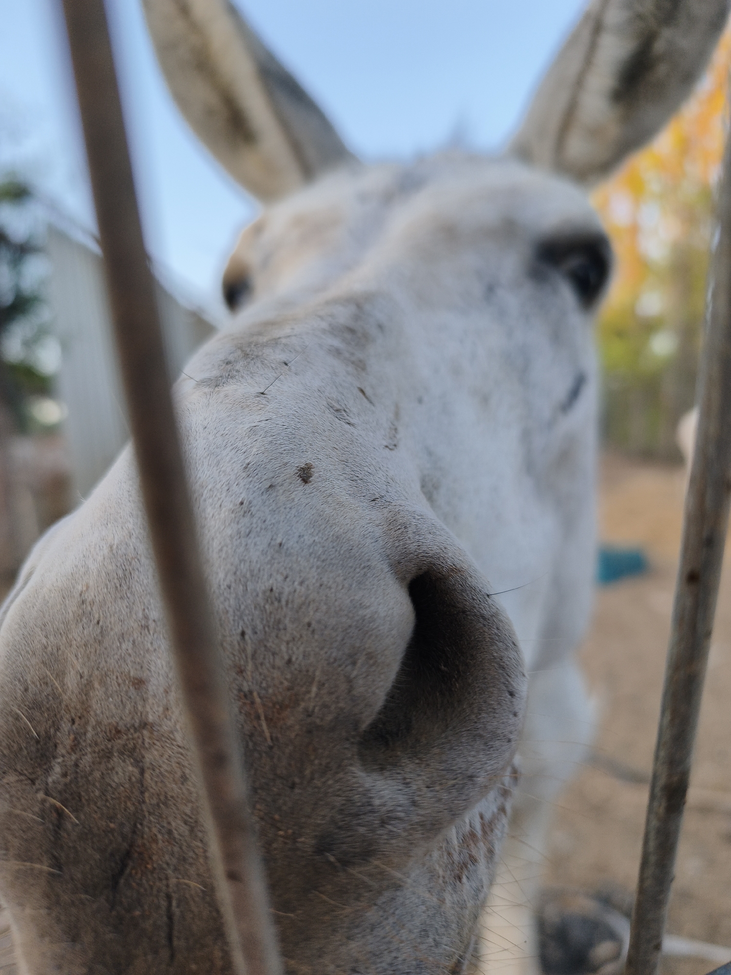 A very close-up, low-angle shot features the nose and part of the face of a light-colored donkey. The donkey's muzzle is the primary focus, with its nostrils prominent and detailed. Some fine hairs and small dark spots are visible on its skin. The donkey's ears are visible in the upper portion of the frame, with one ear angled forward and the other back. The background is blurred but suggests an outdoor setting with a light blue sky at the top, some blurred foliage with autumn colors, and a light-colored structure on the left. Two vertical fence posts are in the foreground, partially obscuring the donkey's face. The image appears to be taken in an animal enclosure, possibly a farm or petting zoo, in the city of Lachish Regional Council, Israel.