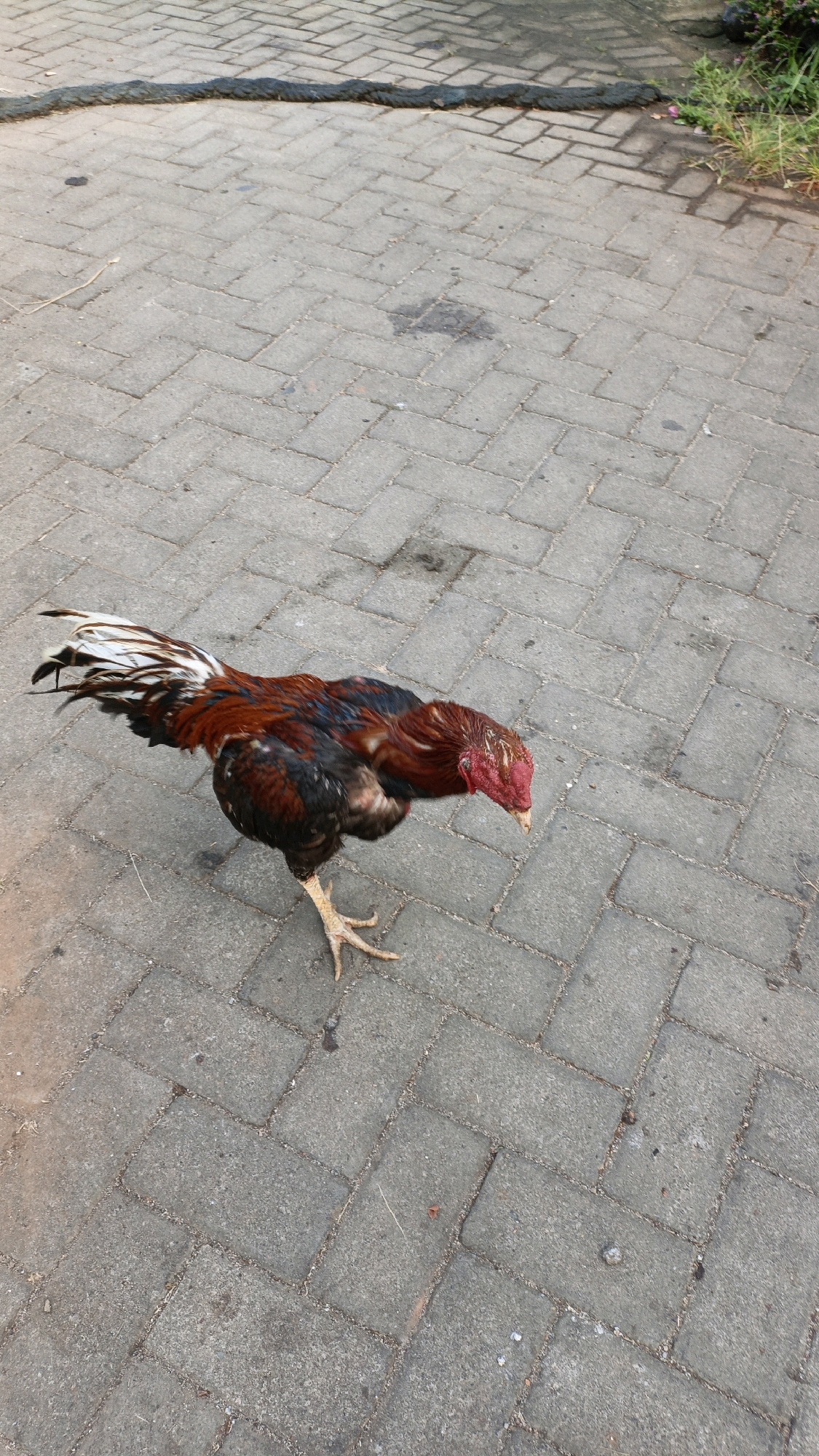 A rooster with brown, black, and white plumage stands on a herringbone-patterned brick pathway. The rooster is facing downwards, with its head bent and its beak close to the ground. Its tail feathers are fanned out, displaying a mix of black and white. The pathway is made of rectangular grey bricks with visible grout lines. To the left of the pathway, a dark, coiled rope is laid out. In the upper right corner, a patch of green grass and some small pink flowers are visible, suggesting an outdoor environment. The scene appears to be an exterior walkway, potentially in a residential or public area, given the presence of the pathway and vegetation. The image was captured in Cikal, Indonesia.