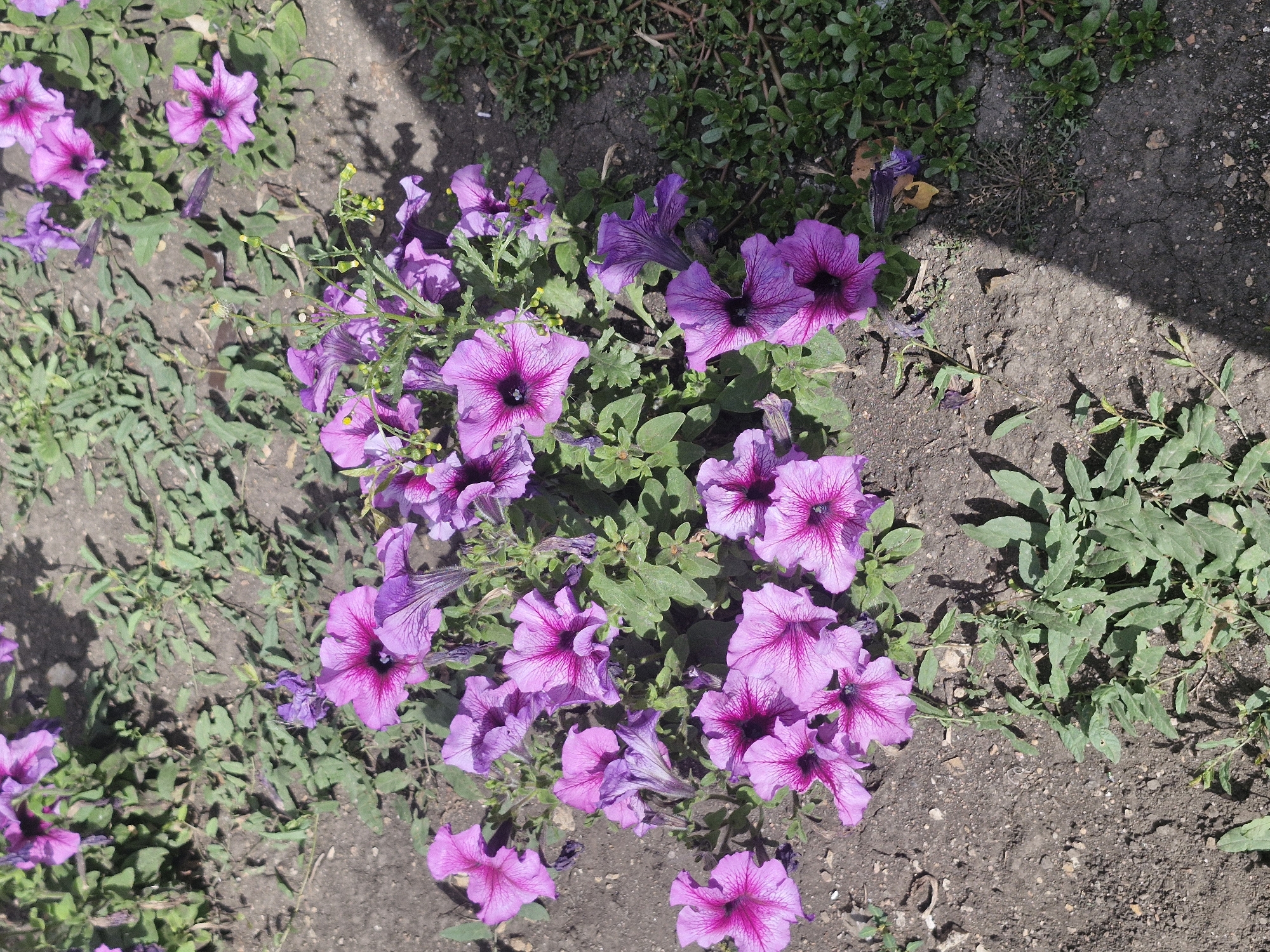 In Kokshetau, Kazakhstan, a patch of vibrant purple petunias is pictured in full bloom, scattered across dark soil interspersed with green ground cover. The flowers, characterized by their funnel-shaped petals and deep purple throats, create a striking contrast against the earthy tones of the ground. Some of the petunias are in various stages of bloom, with a few showing signs of wilting. The scene is bathed in sunlight, casting shadows that add depth and dimension to the foliage and flowers. The overall impression is a close-up view of a flowerbed, capturing the natural beauty of the flora in an urban setting.