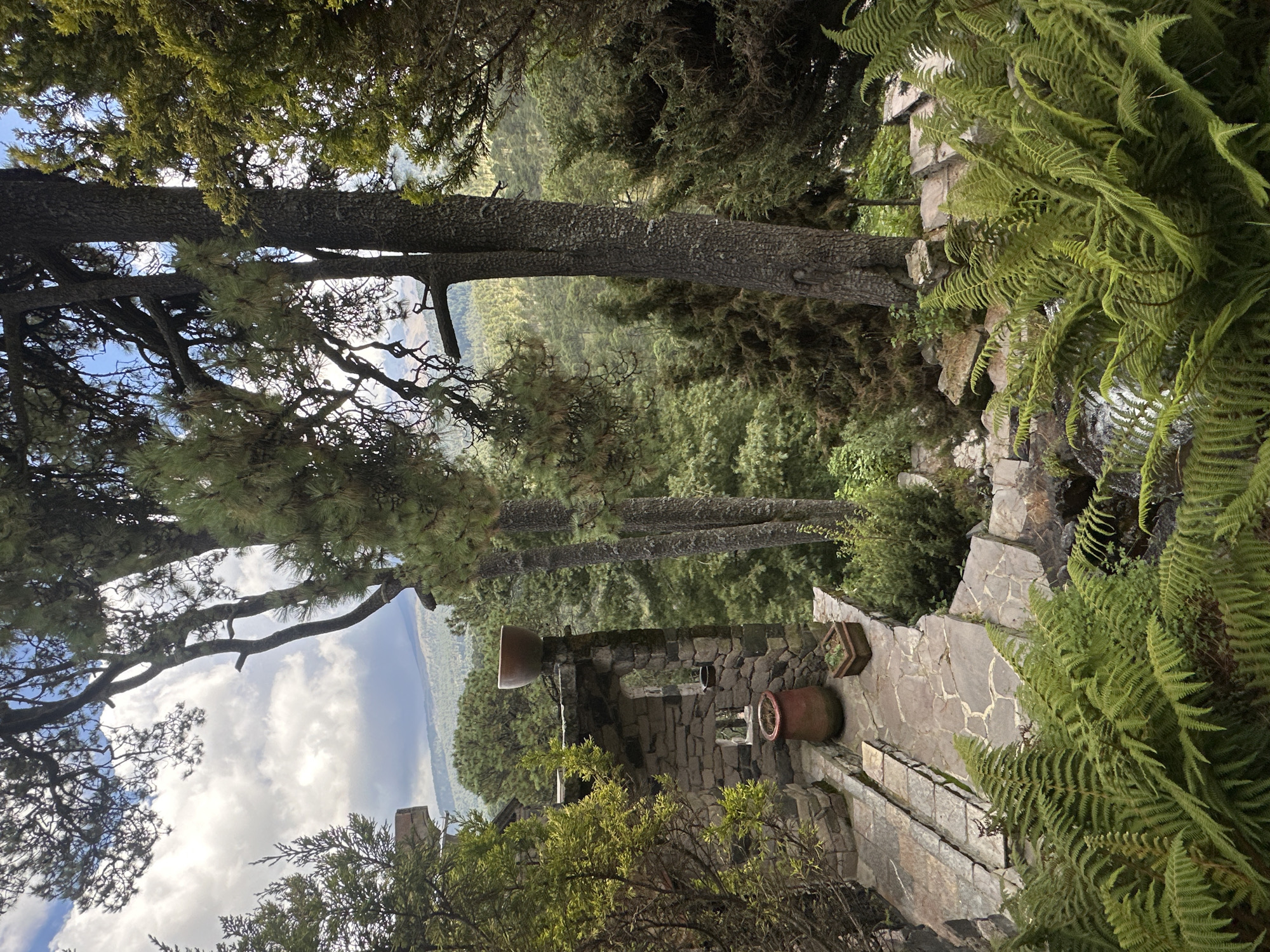 The image depicts an outdoor scene in San Mateo Ozolco, Mexico, featuring a rustic stone structure with a large terra cotta pot on its upper level. Adjacent to the structure are flagstone steps and pathways leading downwards, interspersed with lush green ferns and other vegetation. Two large trees with textured bark dominate the mid-ground, their branches reaching towards a cloudy sky. Beyond the immediate foreground, a dense forest covers rolling hills, suggesting a mountainous or hilly terrain. The overall impression is one of a natural, somewhat secluded setting with elements of architectural integration. There are no people visible in the image.