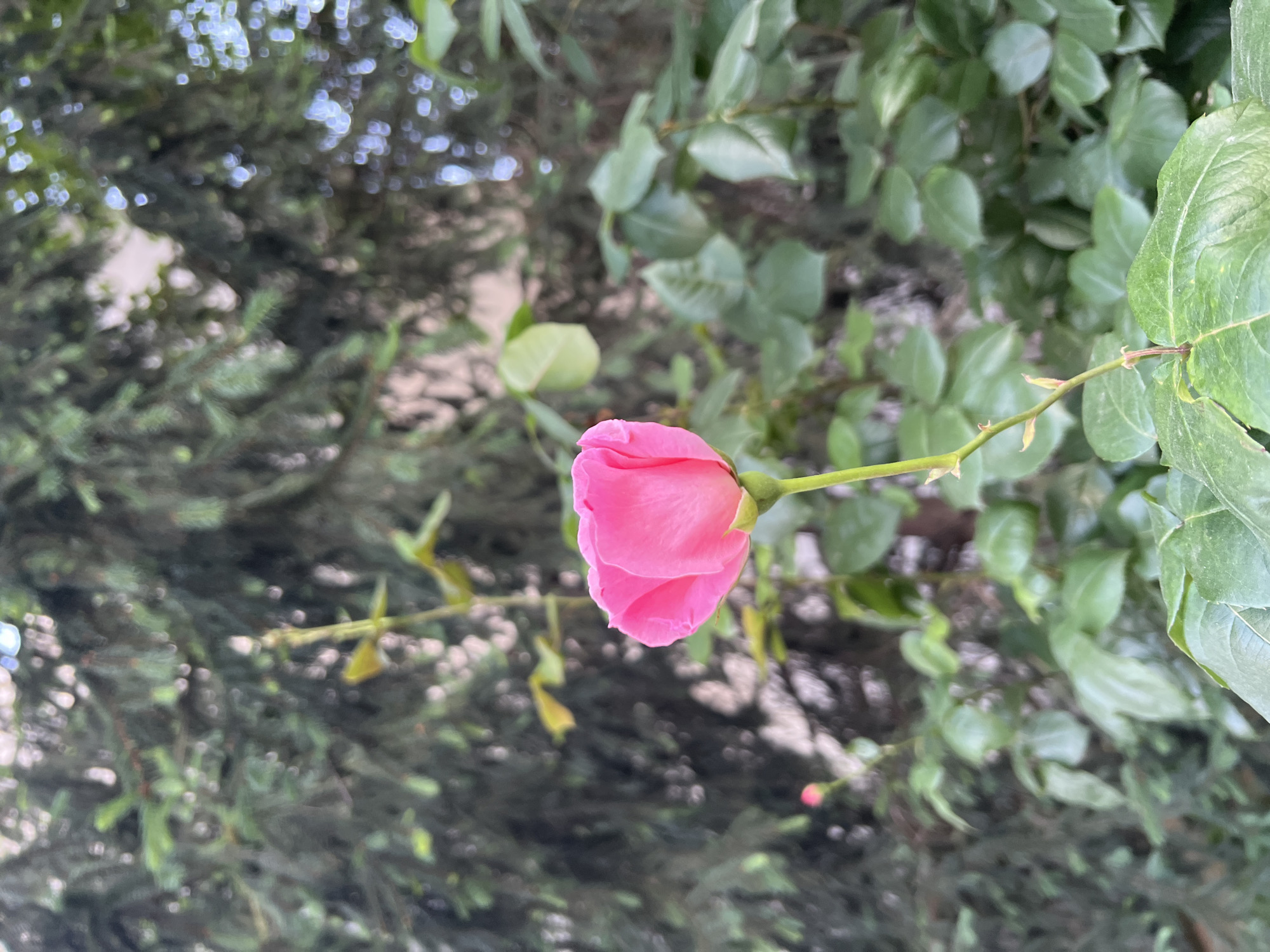 A medium shot depicts a pink rose bud in the foreground, positioned slightly off-center to the left, with a vibrant green stem extending towards the right. The backdrop features two distinct types of foliage: to the left, a dense cluster of evergreen needles; and to the right, broader, rounded green leaves. The setting appears to be an outdoor garden or park. The specific location is unknown, but based on the prompt, it is inferred to be within the city of Plovdiv, Bulgaria. There are no people visible. No interaction is seen.