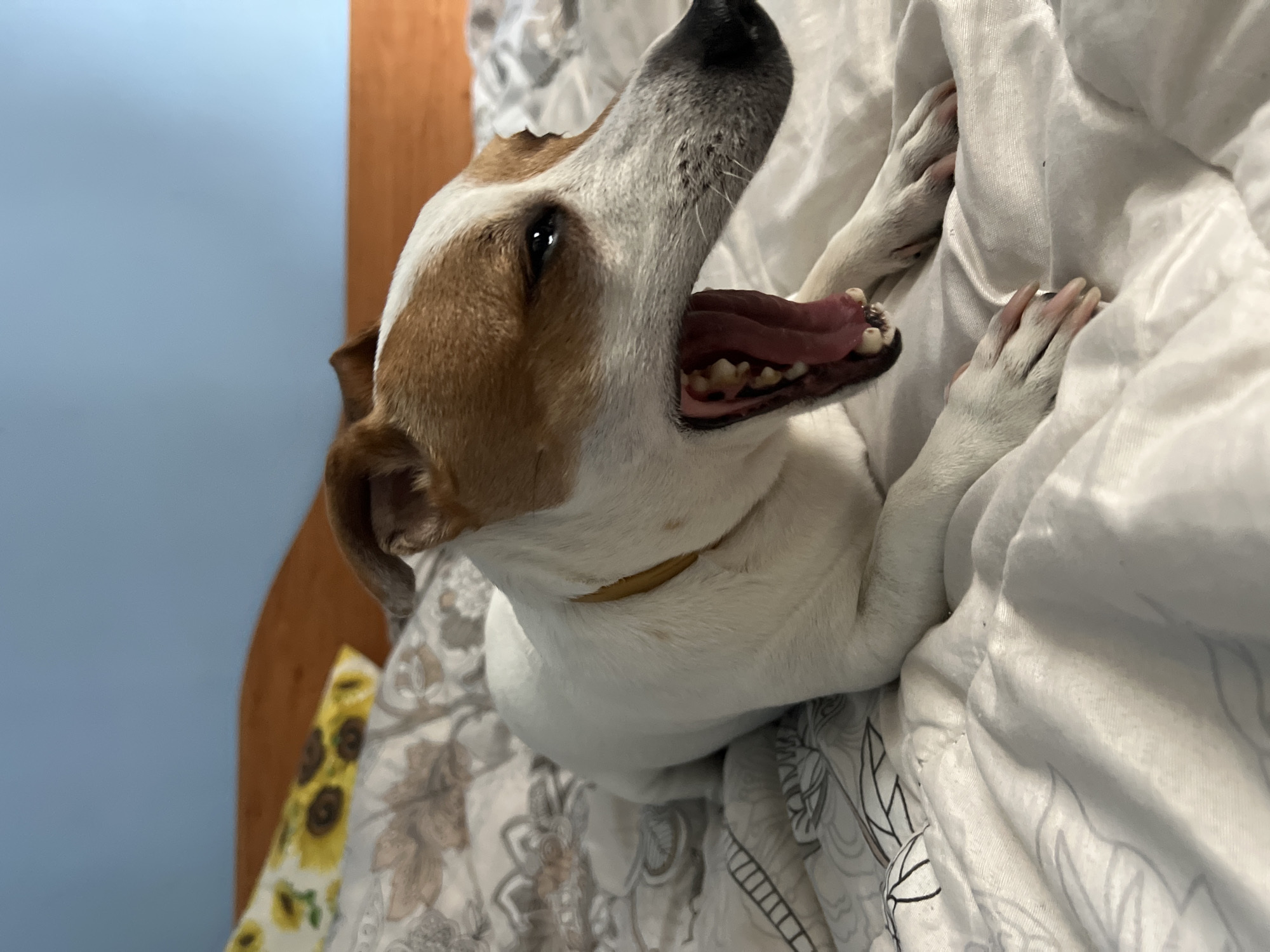 An indoor, close-up shot captures a white and brown dog, likely a Jack Russell Terrier, lying on a bed in Plovdiv, Bulgaria. The dog is positioned with its head tilted upwards and to the left, caught mid-yawn, revealing its pink tongue and teeth. Its eyes are partially visible, looking slightly upwards. A plain yellow collar is visible around its neck. The dog is resting on a white duvet or blanket featuring a grey and brown floral or leaf pattern. Its front paws are visible, resting gently on the soft bedding. In the background, a light blue wall contrasts with a warm wooden headboard or furniture piece. A pillow or blanket with a yellow sunflower pattern peeks from the bottom left corner. The scene conveys a sense of domestic comfort and relaxation. No text is visible in the image.