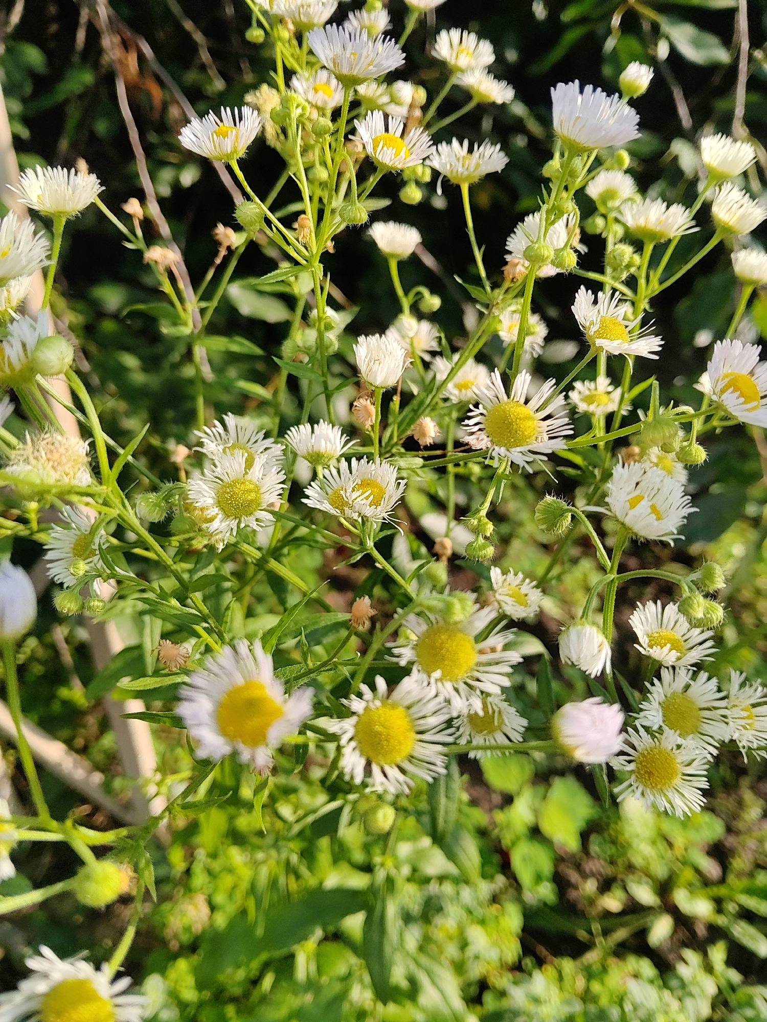 In Kharkiv, Ukraine, a close-up photograph captures a cluster of white and yellow daisy-like wildflowers. The flowers are in varying stages of bloom, with some fully open and others still forming buds. The petals are white and slender, radiating from a bright yellow center. The stems and green leaves are visible, creating a natural, organic arrangement. The background is softly blurred, suggesting a natural outdoor setting such as a park or a field. The lighting indicates it is daytime, possibly late afternoon due to the warm tones. There are no people or man-made objects prominently featured in the scene.
