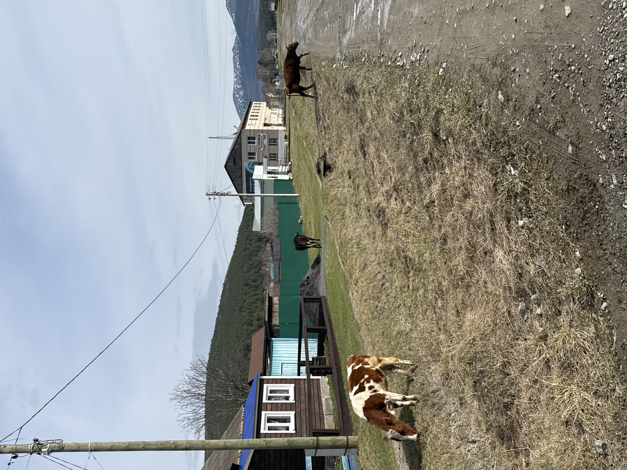 The image depicts a rural scene in Tyulyuk, Russia. In the foreground, a brown and white cow is grazing in a field of dry grass. Further back, a brown cow stands near a green fence, while another brown cow is visible on a dirt road. In the background, there are buildings, a forested hillside, and a mountain range. Overhead electrical wires cross the sky. A wooden building with a blue roof is also visible. The dirt road shows signs of vehicle traffic.