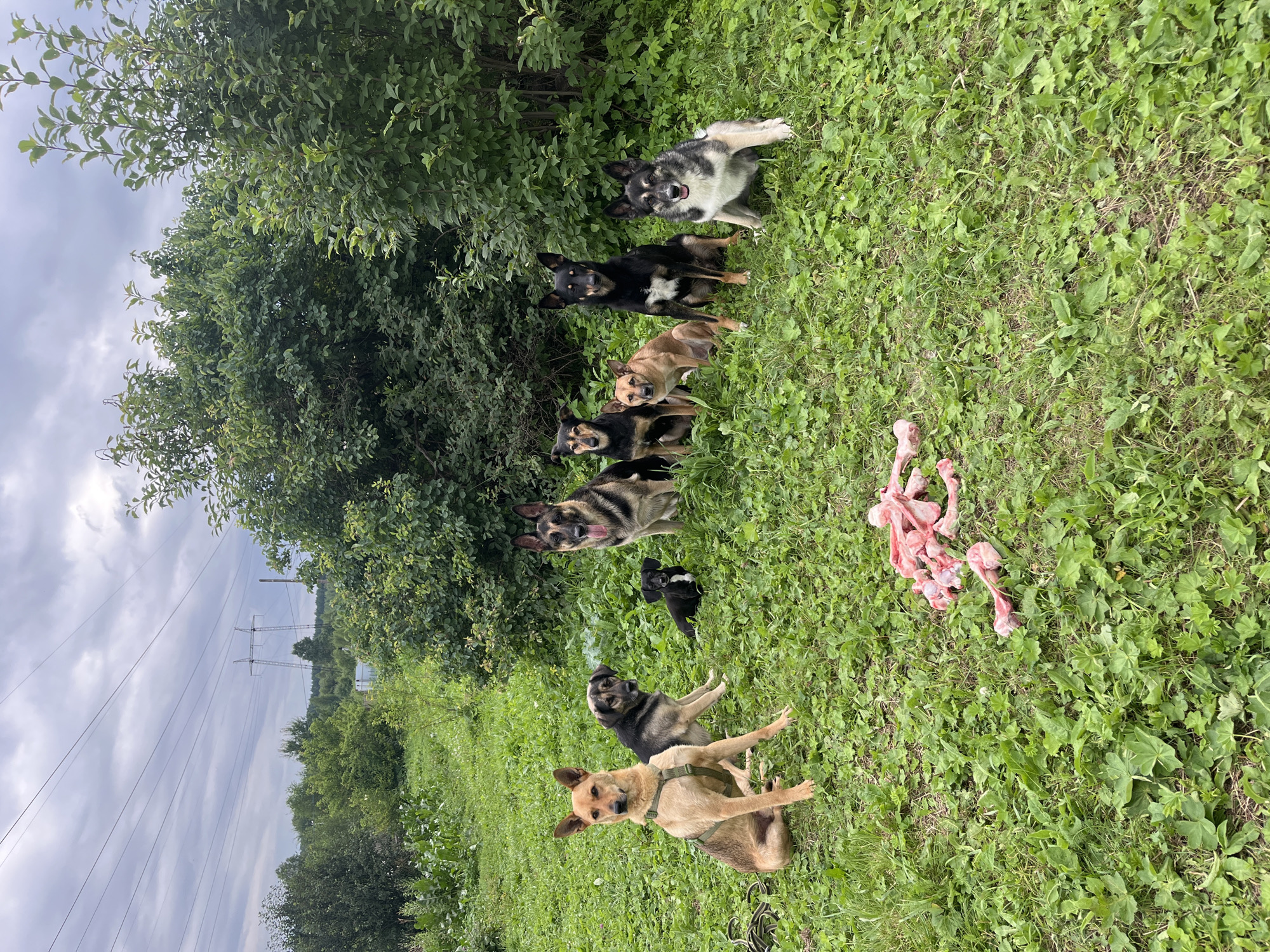A group of eight dogs of various breeds and sizes are sitting on a grassy lawn in an outdoor environment. In the foreground, to the left, a tan-colored dog with a harness sits facing forward. Behind it, a darker dog with tan markings sits facing slightly to the left. To the right of that dog, a small black dog with a white chest patch lies on the grass. Further back, a German Shepherd dog with black, tan, and white markings sits alertly with its tongue out. To its right, a black dog with white markings on its chest and paws sits facing forward. Next to it, a tan and brown dog sits facing forward. Further to the right, a dog with black and tan markings sits facing forward, and to its right, a white and gray dog with black markings sits facing forward. In the center of the frame, a pile of raw bones is scattered on the grass. The background features lush green foliage, trees, and in the distance, power lines and transmission towers under a cloudy sky. The setting appears to be a rural or semi-rural area. This image was taken in Nizhny Tagil, Russia.