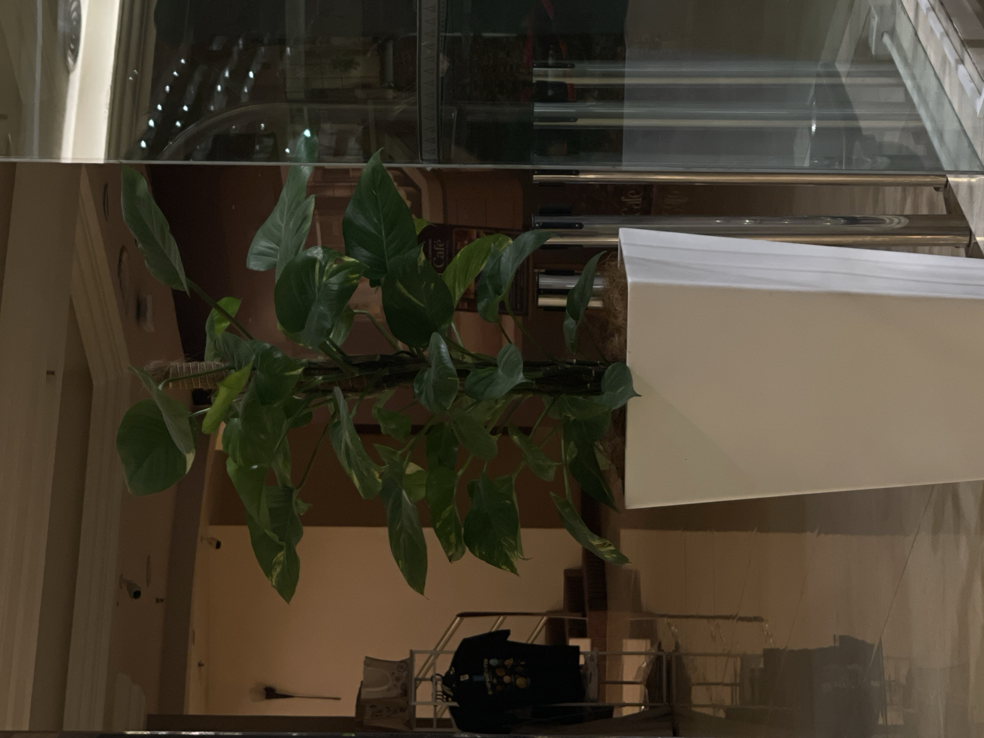 The image shows an indoor scene with a large potted plant in the foreground. The plant is a vining plant with large green leaves, some of which have yellow variegation. It is housed in a tall, white, rectangular planter. Behind the plant, a glass door or partition is visible, reflecting the interior of what appears to be a hotel lobby or a commercial space. The reflection shows a ceiling with what look like security cameras, and a rack of clothing with t-shirts on display. There are also signs with the word "Cafe" visible in the reflection. The flooring is shiny and reflective, showing further reflections of the interior space. The overall lighting suggests an indoor environment, possibly during the evening or in a dimly lit area. The location is identified as Kuala Lumpur, Malaysia.